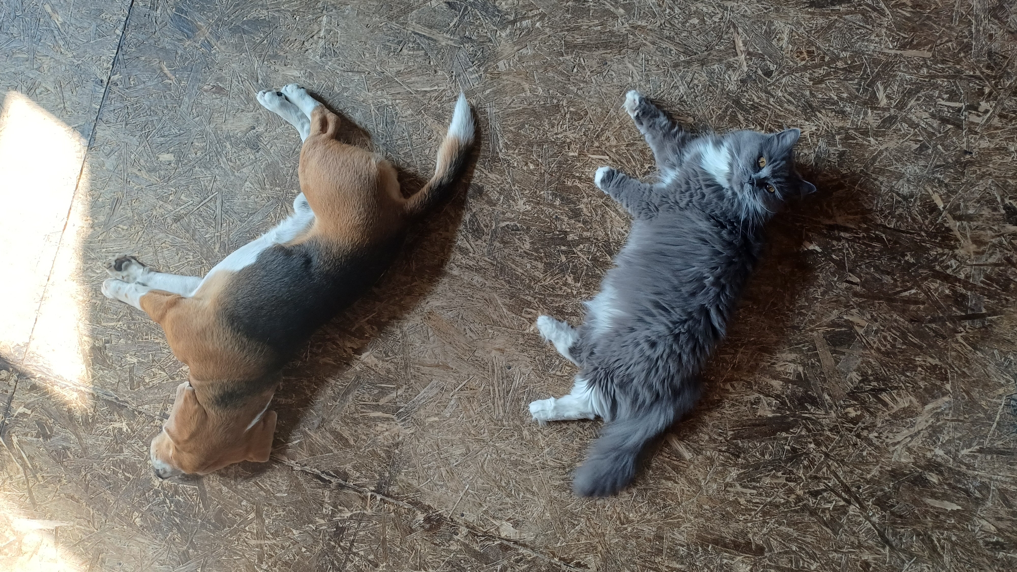 A beagle and a grey long-haired cat are lying on their backs on a wooden floor, basking in a patch of sunlight. The beagle is mostly brown and black with white legs and chest. The cat has white markings on its chest and paws, and its tail is partially visible. The floor appears to be made of particle board. The scene is illuminated by sunlight streaming in from an unseen source, creating a bright rectangular patch on the floor. The image was captured outdoors, likely in a backyard or patio area in Timokhovo, Russia.
