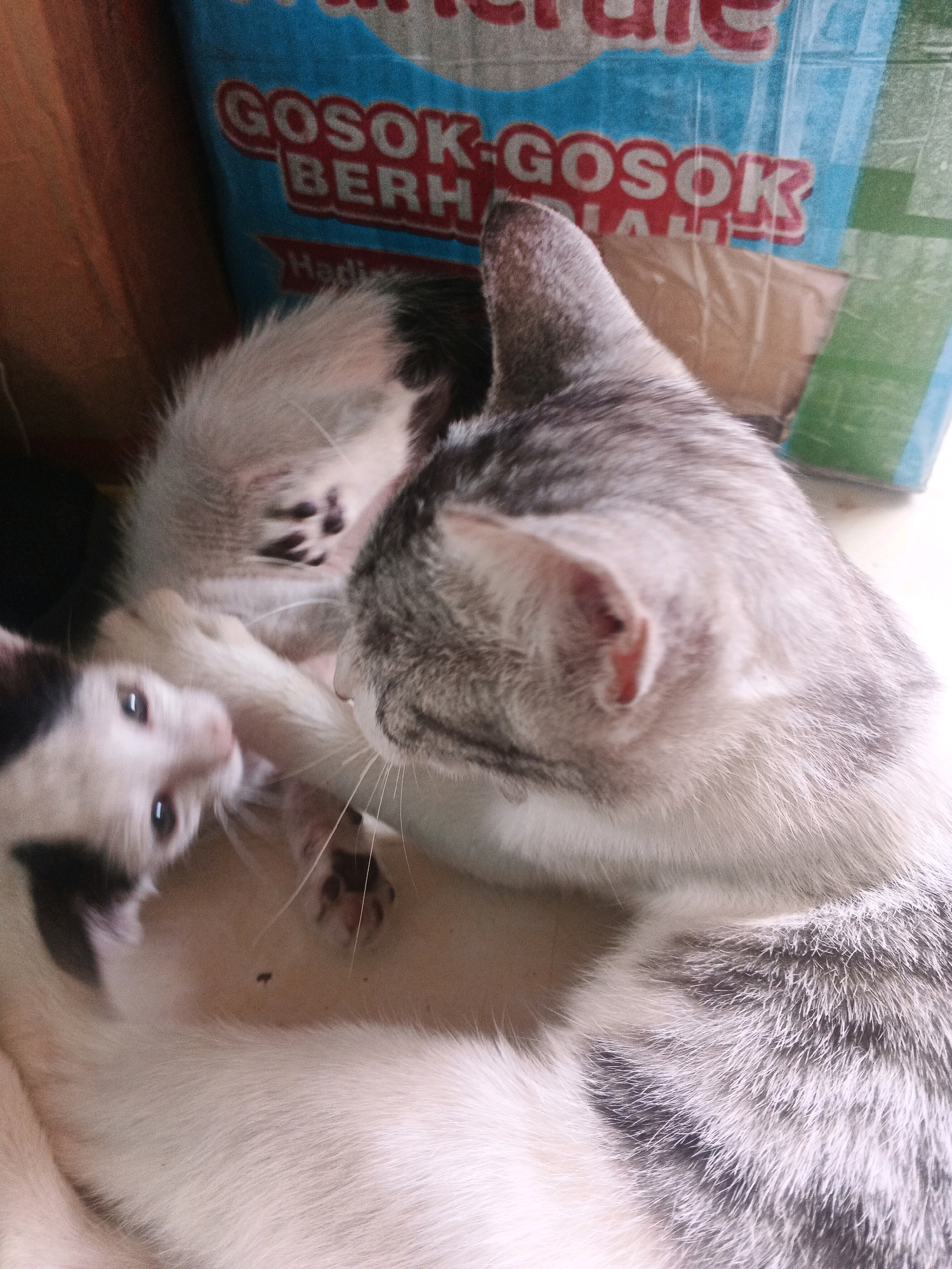 The image shows two domestic cats, one adult and one kitten, lying down. The adult cat is grey and white tabby, and the kitten is white with black markings on its head and paws. They are nestled together on a surface that appears to be indoors, possibly a floor or a table, with a blue and white cardboard box or packaging in the background that has text in red. The text on the box is partially visible, with words like "GOSOK" and "BERHAL" discernable. The overall lighting suggests it might be daytime with natural light. The scene is domestic and appears to be taken in a residential setting within Kadu, Indonesia.
