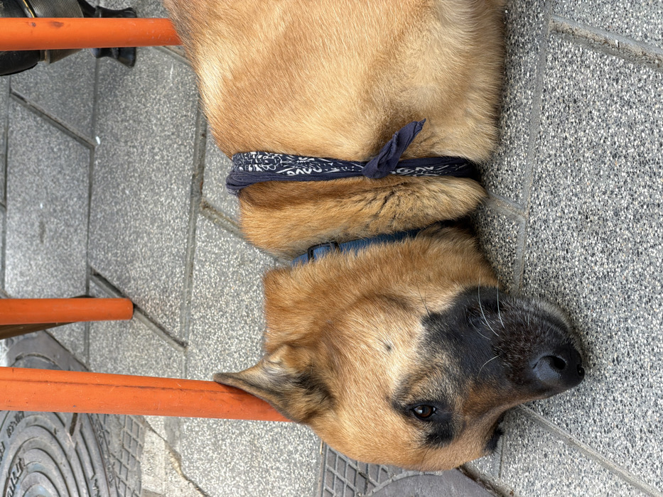 A tan and black dog, wearing a blue collar and a dark blue patterned bandana, lies on its left side on a gray, speckled paved sidewalk. Its head rests directly on the pavement, with its left ear pressed against a bright orange metal chair leg. The dog's dark eyes are open, gazing slightly upward and to the left. In the background, another orange chair leg and a darker chair leg are partially visible. A section of a circular manhole cover with raised Hebrew script is present in the upper-left, indicating an urban environment in Tel-Aviv, Israel.