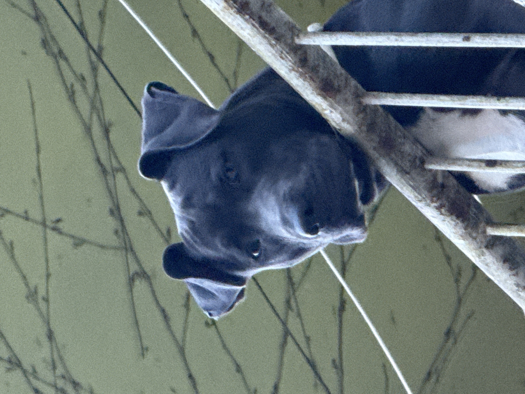 This is a close-up, waist-up, eye-level shot of a dark-colored pit bull dog. The dog's head is turned to the left, and its gaze is directed towards the viewer. It is resting its front paws and chin on a rough, weathered railing, which is part of a fence or balcony. The dog's ears are floppy and slightly curled. Behind the dog, out of focus, is a background of pale green, with dark, twig-like branches crisscrossing the space. Two white diagonal lines, possibly wires or laundry lines, are also visible. The lighting appears to be natural daylight, casting subtle shadows and highlighting the texture of the dog's fur and the railing. The image does not depict any specific landmarks or identifiable features that would allow for pinpointing its location within Varna, Bulgaria.
