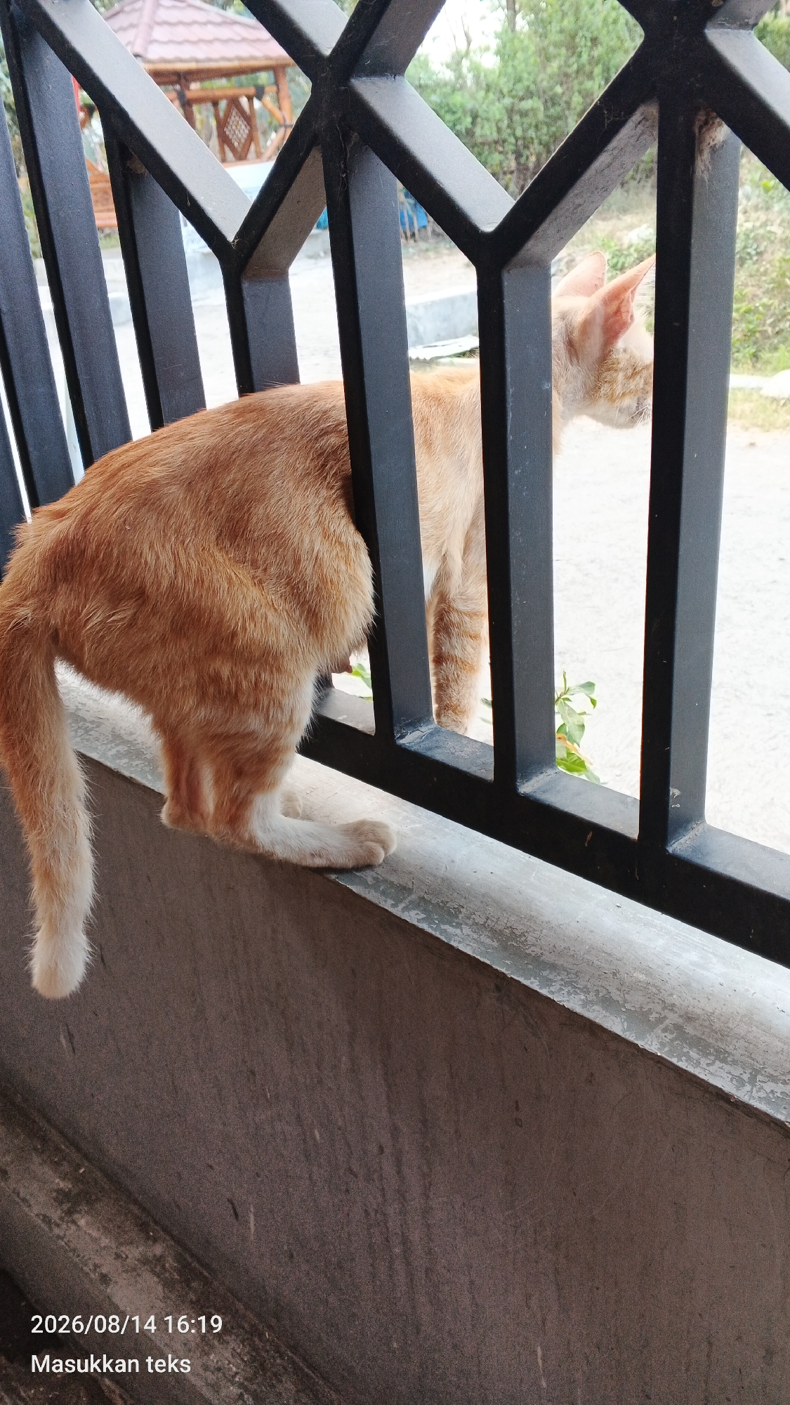 An orange tabby cat is positioned on a ledge, with its body mostly behind a black metal fence. The cat's hindquarters and tail are visible to the left, with its front paws also on the ledge. To the right, the cat's head and upper body are seen looking out through the fence. The background shows greenery and a gazebo structure. The bottom of the image contains text that reads "2026/08/14 16:19 Masukkan teks". The scene appears to be outdoors, possibly in a residential area.