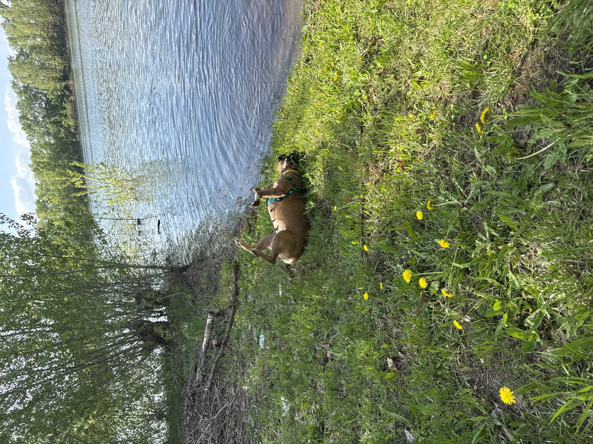 The image depicts a sunny outdoor scene, likely near a body of water. A brown dog, wearing a green harness, is lying on its back on a grassy bank next to the water's edge. The grass is green and dotted with yellow dandelions. The water appears calm with slight ripples on its surface. Trees line the opposite bank of the water. Based on the prompt, this location is potentially near Chaikovsky, Russia, however, specific landmarks aren't visible to definitively confirm this.