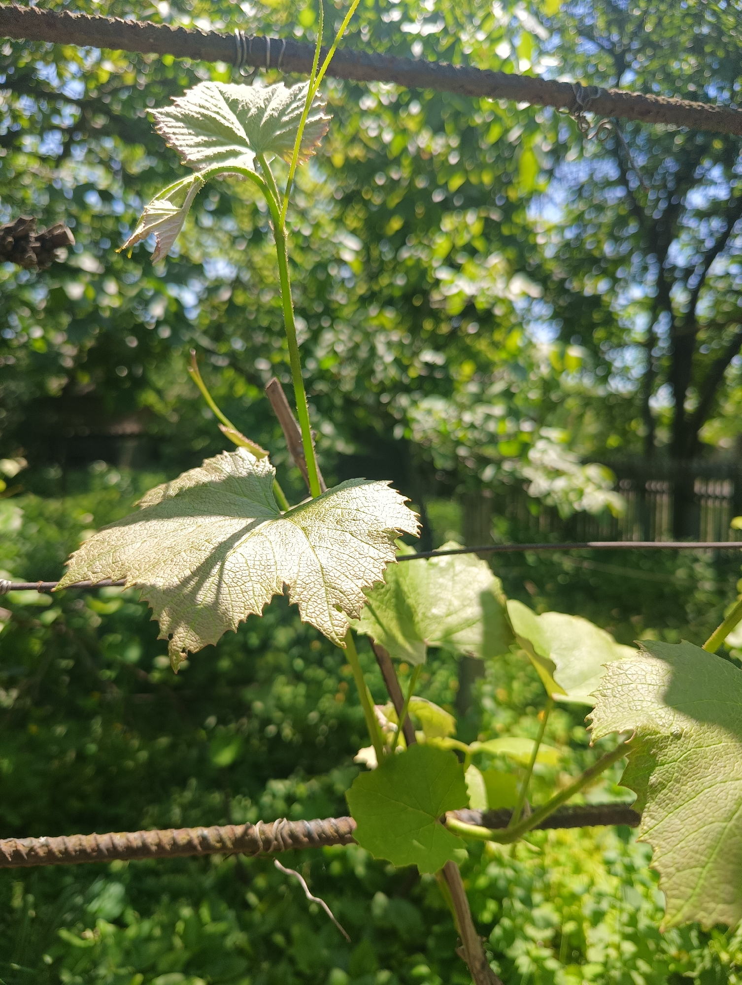 The image presents a close-up, eye-level view of a vibrant green grapevine flourishing in a sunny outdoor environment. A prominent, large grape leaf dominates the mid-ground, backlit by the sun, which illuminates its delicate vein patterns and serrated edges, creating subtle shadows on its surface. Above it, a younger, paler green leaf is seen just unfurling, while other leaves and tendrils of the vine are visible in the lower right portion of the frame.
The grapevine is supported by two horizontal, rusty rebar or metal rods, likely part of a trellis or fence. One rod stretches across the upper third of the image, while another is positioned in the lower mid-ground, partially obscured by the leaves. These rods appear aged and have wire ties securing them.
The background is softly blurred into a bokeh effect, showcasing a rich tapestry of green foliage and trees, indicating a lush garden or natural setting. Dappled sunlight filters through the leaves, creating bright highlights and soft shadows, suggesting a bright, clear day, possibly morning or late afternoon. A faint, dark structure, possibly a wooden fence, is discernible in the distant background on the right. The scene conveys a sense of natural growth and vitality. No text is visible in the image.