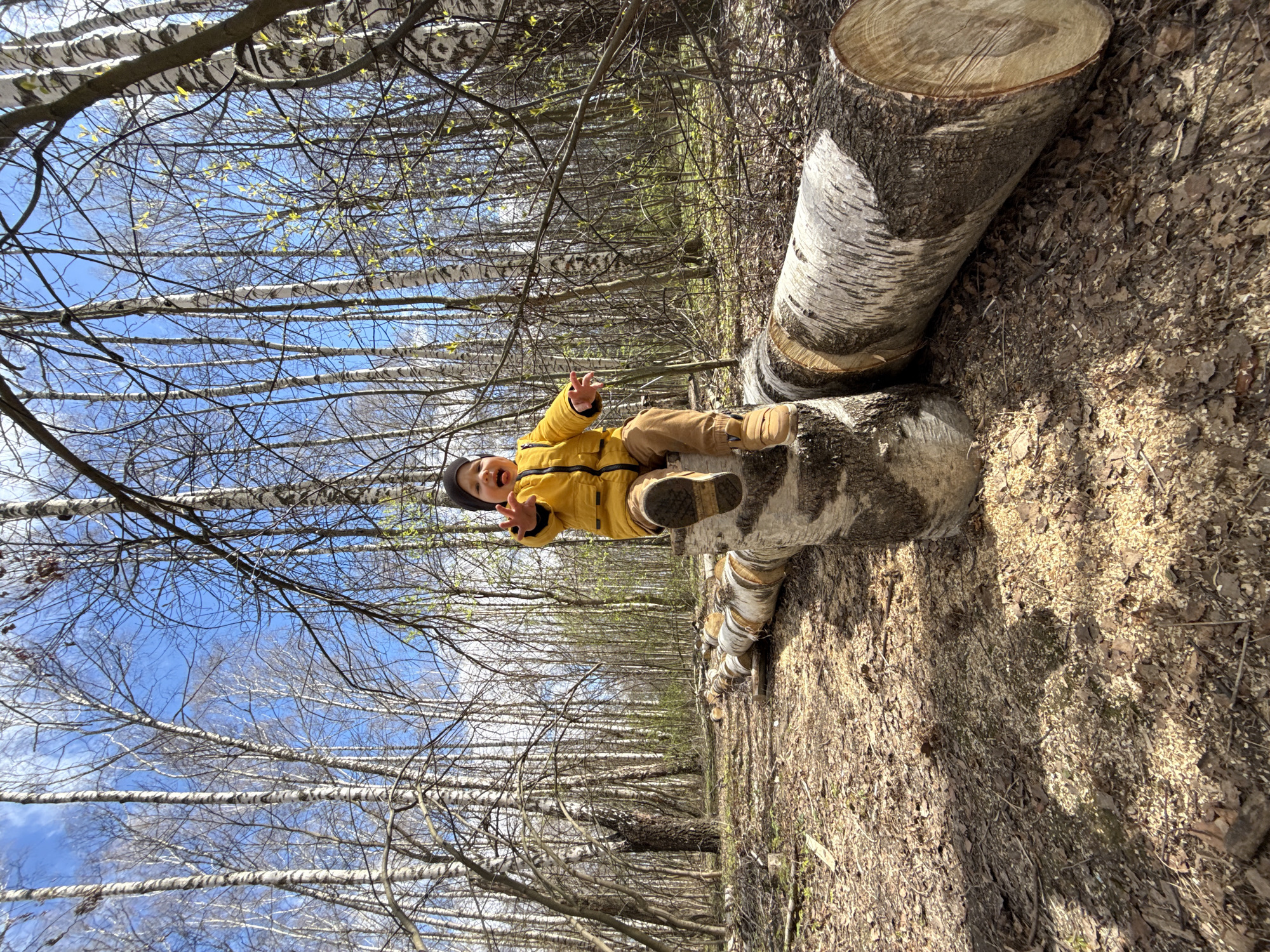A young child wearing a yellow jacket, tan pants, and brown shoes is sitting on a fallen birch tree in a forest. The child is giving a peace sign and has an open mouth. The ground is covered in fallen leaves and sawdust. The forest consists mostly of birch trees with white bark, some of which have small green leaves sprouting. The sky is visible through the trees and is blue. The photo was taken in Rusanovo, Russia.