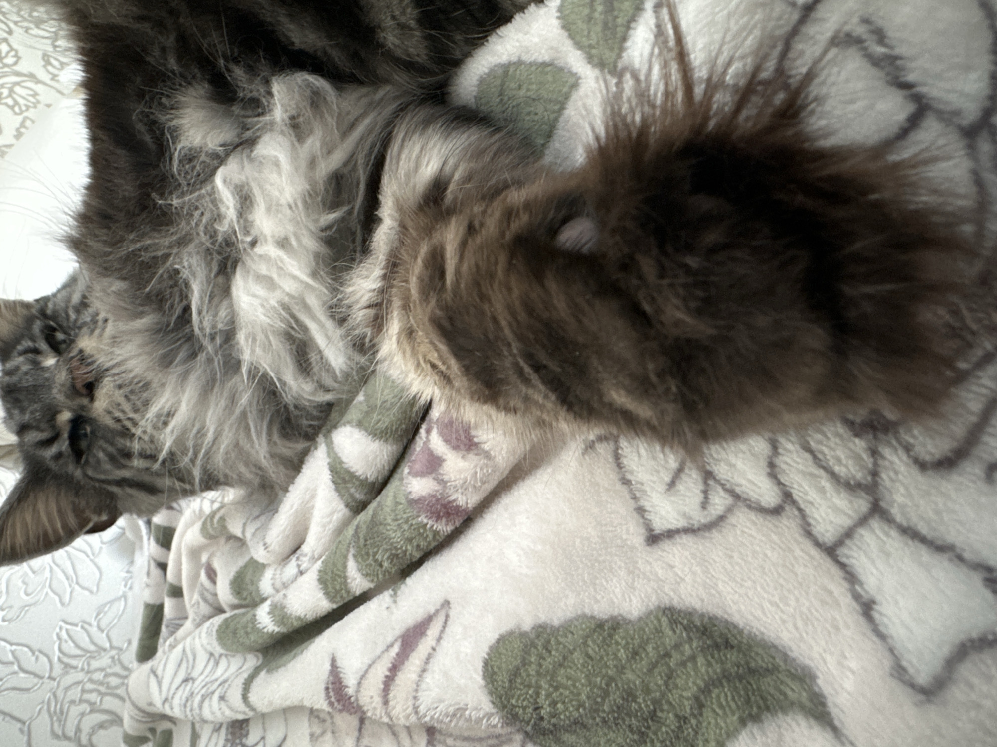 A close-up shot shows a gray tabby cat lying on a patterned blanket. The cat is mostly out of focus with only the face and ear visible on the left. A large, furry tail covers a significant portion of the upper right. The blanket is white with a pattern of green, gray, and light purple. No people are visible. There is no information regarding this image being taken in Chaikovsky, Russia.