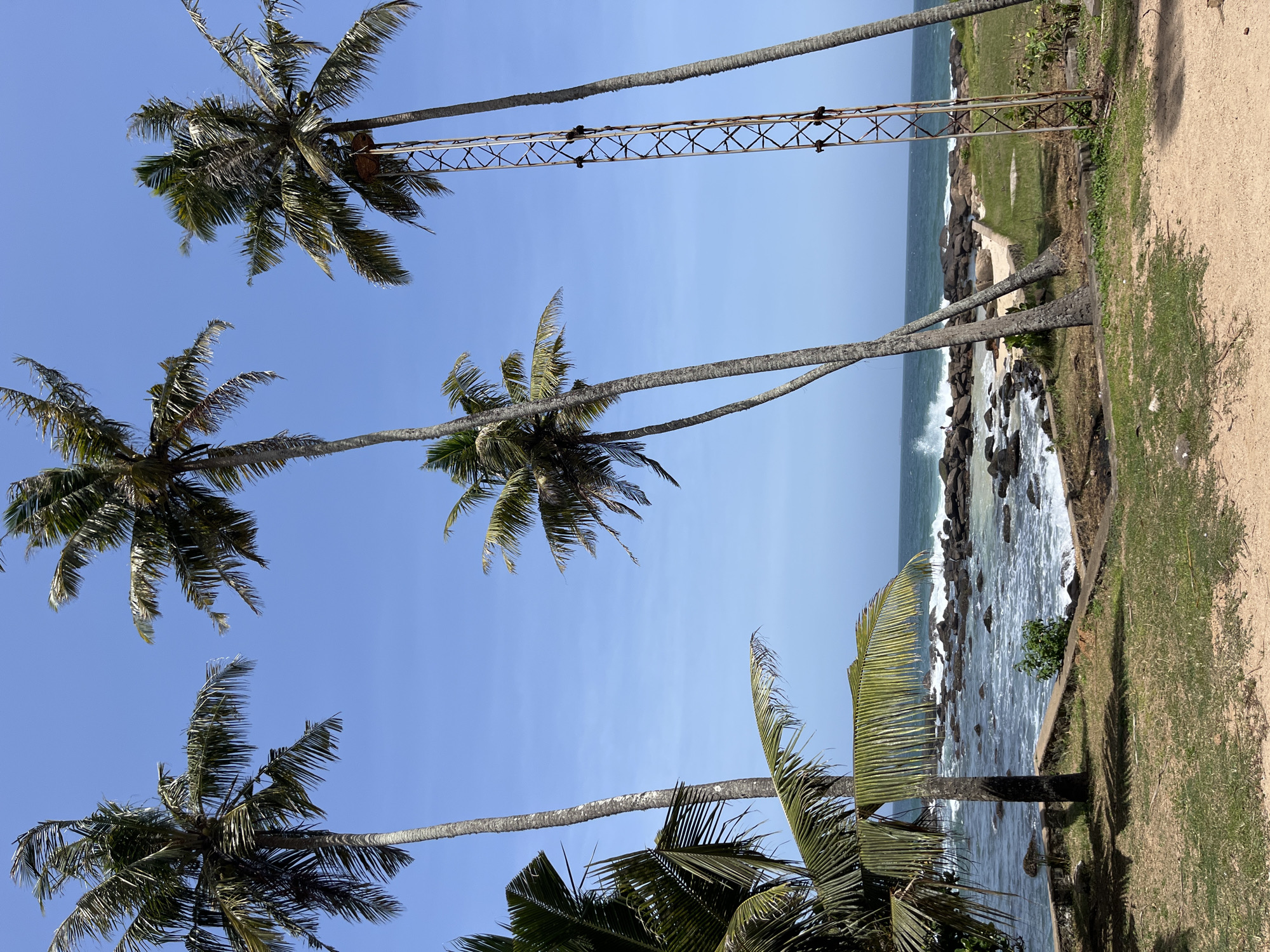 The image depicts a scenic coastal view in Dondra, Sri Lanka. In the foreground, a grassy area with sandy patches transitions to a stone embankment overlooking a rocky shoreline. Several tall palm trees with fronds are scattered across the scene, some leaning towards the ocean. The ocean itself is a vibrant blue with moderate waves crashing against dark, irregular rocks. The sky is clear and bright blue. To the right of the image, a tall, rusty metal lattice tower stands prominently, with what appears to be a person or two climbing it. A figure is also visible in the distance on the shore, near where the waves are breaking.