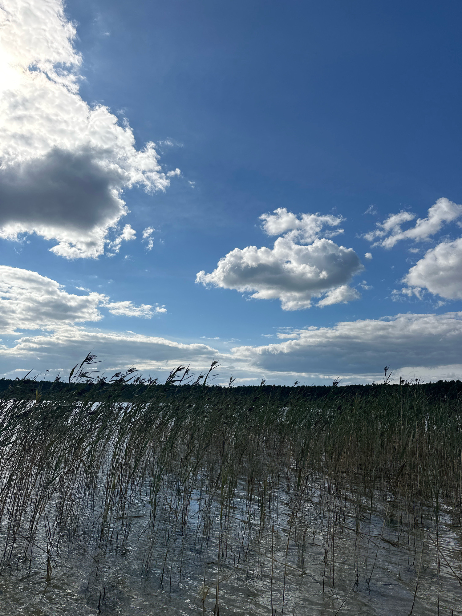The image depicts a scenic view of a body of water bordered by tall reeds in the foreground and a treeline in the background. The sky is a vibrant blue, dotted with fluffy white clouds. The water surface is slightly rippled, reflecting the sky and the surrounding reeds. The reeds, predominantly green and brown, sway gently, partially obscuring the distant treeline which appears dark and dense. The overall impression is one of a tranquil natural landscape. The location is identified as Мядзельскі сельскі Савет, Belarus. There are no people or specific actions depicted in the scene.