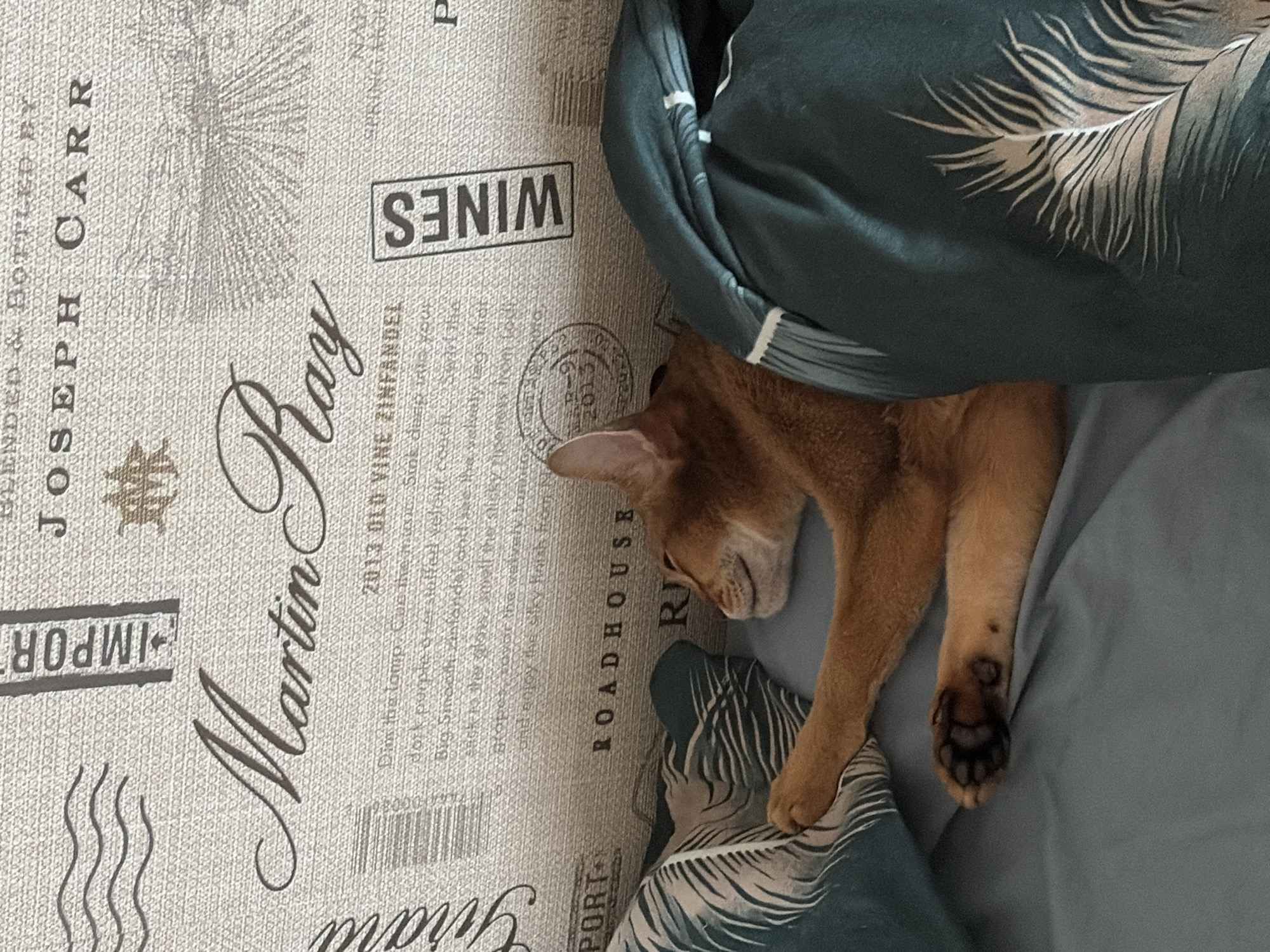 An orange-brown cat, likely an Abyssinian due to its fur color and ear shape, is seen sleeping or resting comfortably on a bed. The cat is partially tucked under a dark teal blanket that features a prominent light-colored feather pattern. Its head is down, and one front paw is visible, showing distinct dark paw pads.
The surface next to the cat is a light, textured fabric patterned with various texts and graphics, reminiscent of vintage wine labels or advertisements. Visible text includes "JOSEPH CARR", "Martin Ray", "WINES", "2013 OLD VINE ZINFANDEL", "ROADHOUSE", "IMPORT", "BLENDED & BOTTLED BY", and "PORT". Further legible phrases are "Dim the lamp. Curl the couch. Sink deep into the Big Smooth Zinfandel and lean back to the glass, smell the sticky ripeness from and enjoy the silky bliss from N." A circular stamp displaying "9-13" and "2013" is also present. Additional graphics include a star, a sunburst-like design, and wavy lines.
The overall scene suggests a cozy and relaxed indoor setting. There are no visible cues to determine the time of day, weather conditions, or to confirm the provided location context of Chaikovsky, Russia.