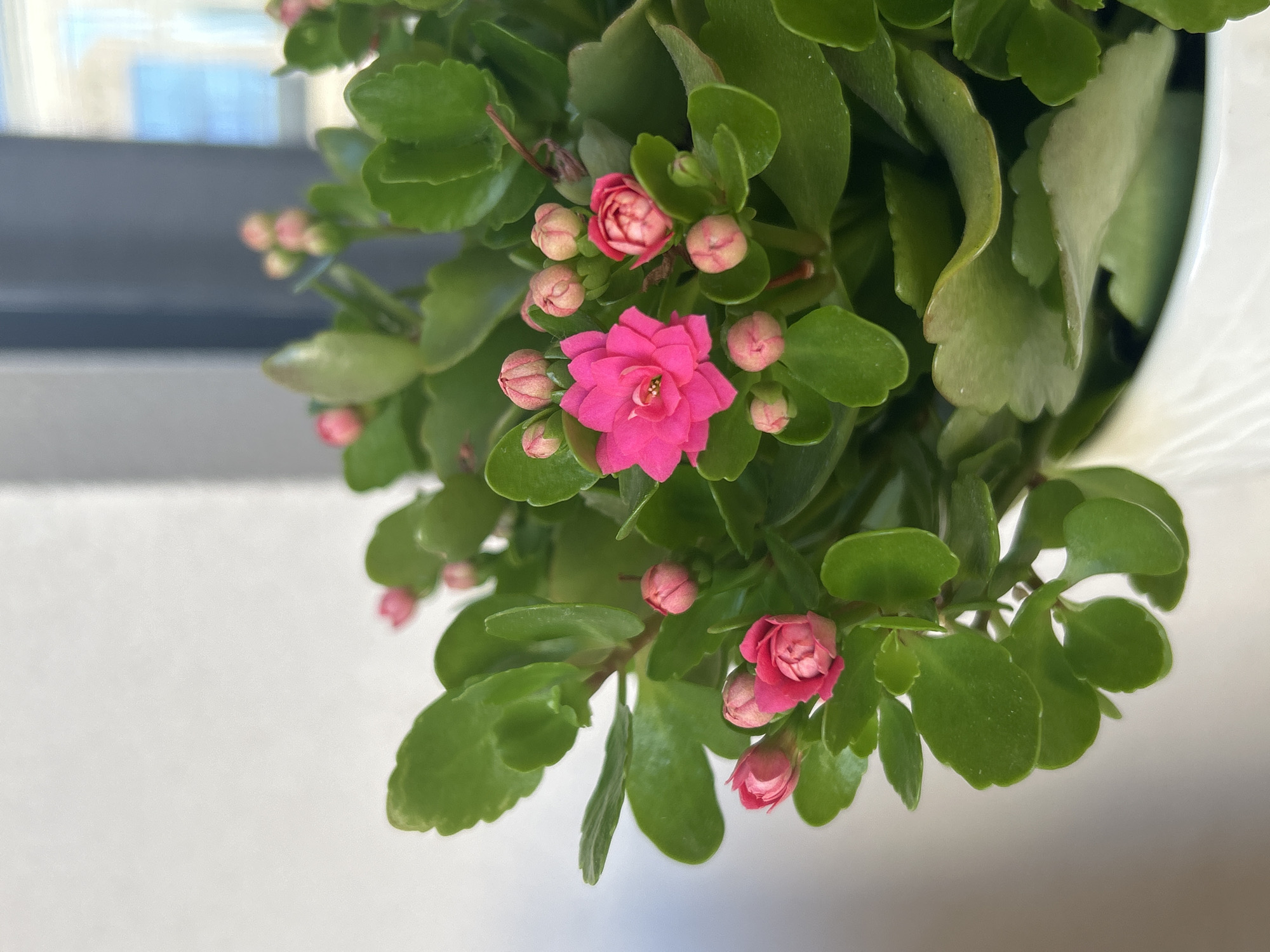 A close-up, indoor shot focuses on a vibrant cluster of pink Kalanchoe flowers and their green, succulent leaves. The flowers are a mix of fully bloomed, multi-petaled specimens and tightly closed buds. The lighting appears to be natural, coming from a window which is blurred in the background, suggesting an urban setting. There is no indication of the specific location within Plovdiv, Bulgaria, as the image focuses solely on the plant and its immediate surroundings.
