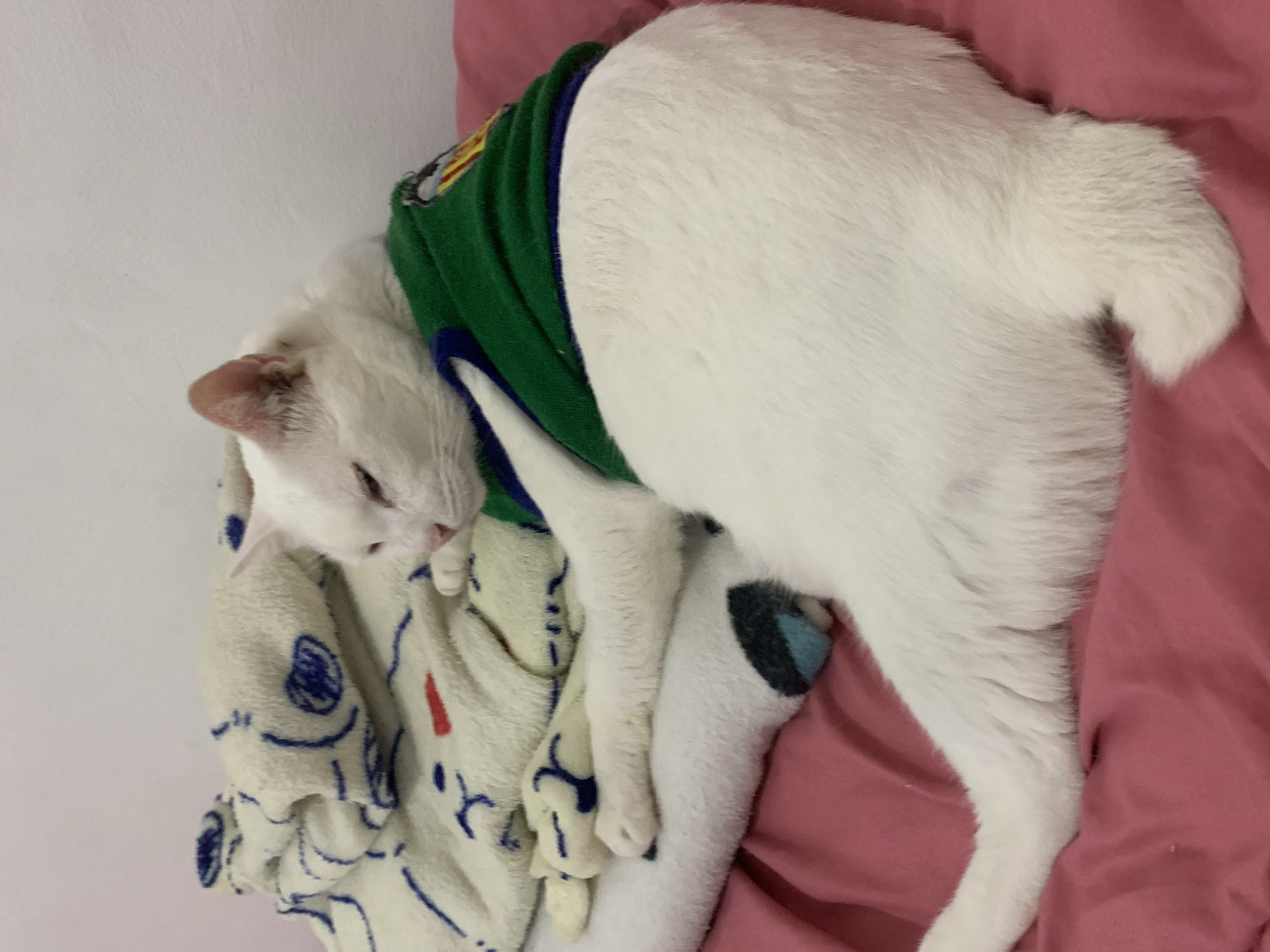 A white cat wearing a green sweater lies on a pink surface. The cat is curled up and appears to be sleeping or resting. To the left of the cat is a white blanket with blue and red patterns. The background is a plain white wall. There is no indication of the location in the city of Sukawati, Indonesia.