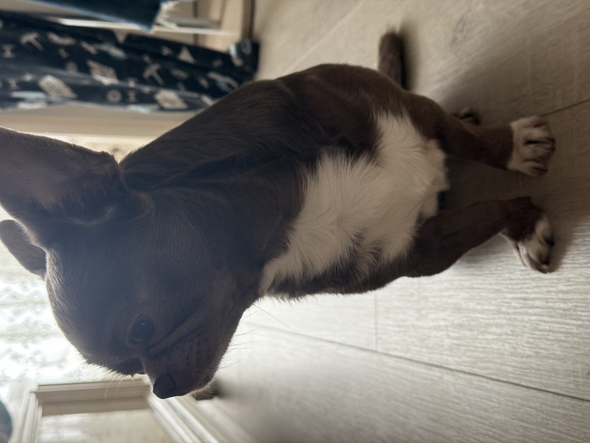A brown and white Chihuahua is lying on a light-colored wooden floor. The dog is positioned in the center of the frame, with its head towards the lower left and its body extending towards the upper right. The dog's fur is short and smooth, and it has a white patch on its chest. The background is blurred, but there is a glimpse of a blue patterned textile in the upper left corner. The scene appears to be indoors. There is no information to identify this image as being in Votkinsk, Russia.