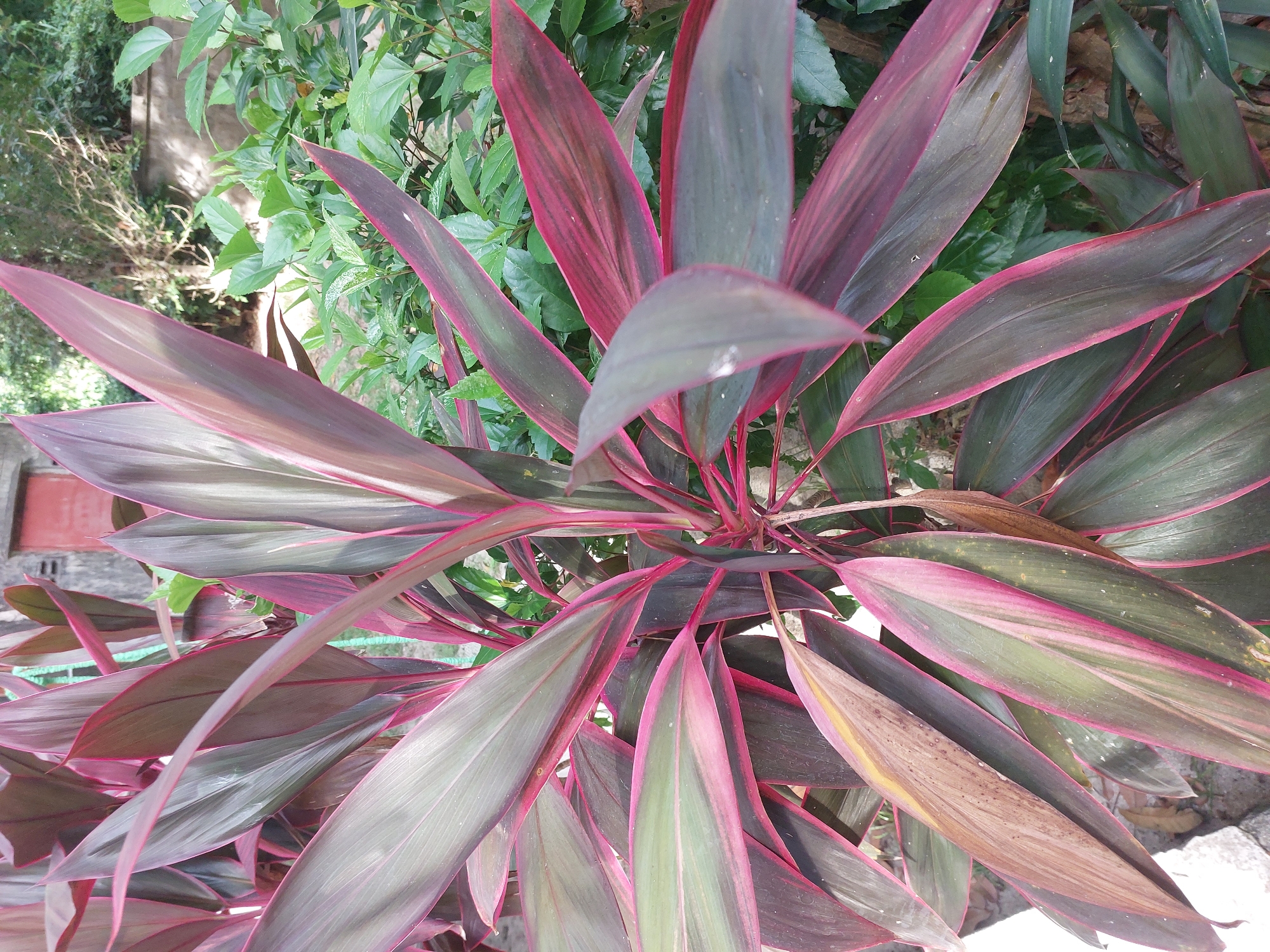 A close-up, eye-level shot features a vibrant Cordyline fruticosa plant, also known as ti plant, with striking burgundy and green striped leaves. The plant is centered and fills most of the frame, its pointed leaves fanning outwards. In the background, out of focus, are lush green foliage and a textured, light-colored wall. The lighting appears to be natural daylight, creating soft shadows and highlighting the glossy texture of the leaves. The overall impression is one of a tropical garden setting. The photograph was taken in Baan Mae Nam, Thailand.