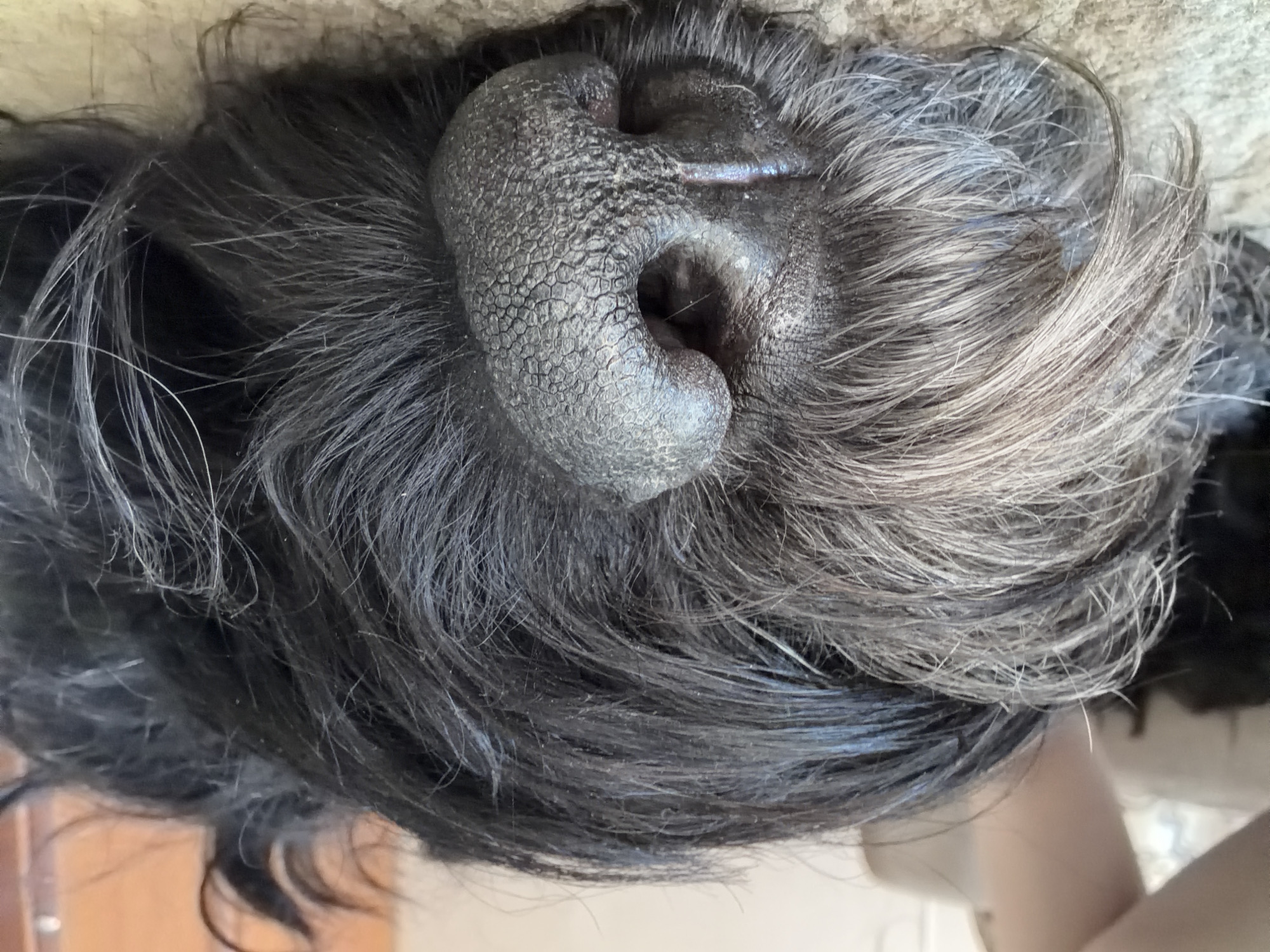 A close-up, low-angle shot shows the face of a sleeping dog. The dog has a black, shaggy coat with some graying around its muzzle. Its large, wet, black nose is prominently featured in the center of the frame, with visible texture and creases. The dog appears to be resting on a textured surface, possibly a rug or carpet. In the blurred background, a person's arm and shoulder are visible, suggesting the dog is in a domestic setting, possibly on a couch. The image's composition focuses on the dog's peaceful repose, highlighting the details of its fur and nose. This image is not tied to Okha, Russia, as there are no specific visual cues or context that would place it in that location.