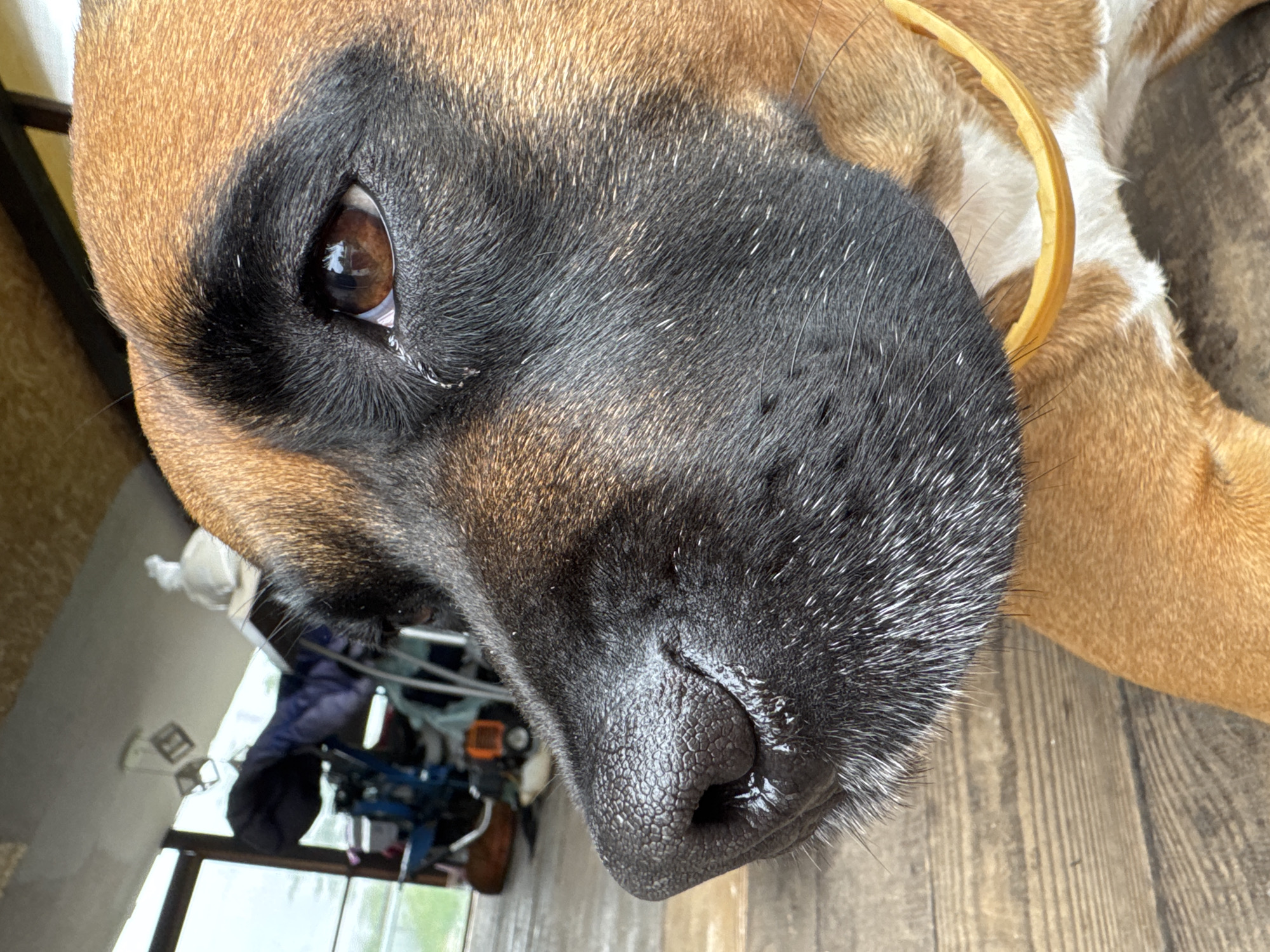 This is a close-up, slightly angled, horizontal outdoor photograph of a dog's face, taken in Chaikovsky, Russia. The dog, likely a mastiff-type breed given its facial structure and coloring, is lying down on a wooden floor. Its head is tilted, with its snout dominating the lower portion of the frame. The dog's fur is a mix of tan and black, with a distinctive black mask around its eyes and nose. Its eye, visible on the left side of the image, is a rich brown, reflecting light and appearing to gaze towards the viewer with a soft, perhaps curious or contented expression. The dog's nose is wet and textured, with visible nostrils. A thin, light yellow collar is visible around the dog's neck.
In the background, to the left and slightly out of focus, a window or doorway reveals a glimpse of an indoor space. Various objects are visible, including what appears to be a blue and black wheeled cart or stroller, and other indistinct items covered with cloth. The lighting suggests it is daytime, possibly mid-morning or afternoon, with natural light illuminating the scene. The wooden floorboards provide a rustic and warm element to the composition. The overall impression is one of a peaceful, domestic moment captured with a focus on the animal's features.