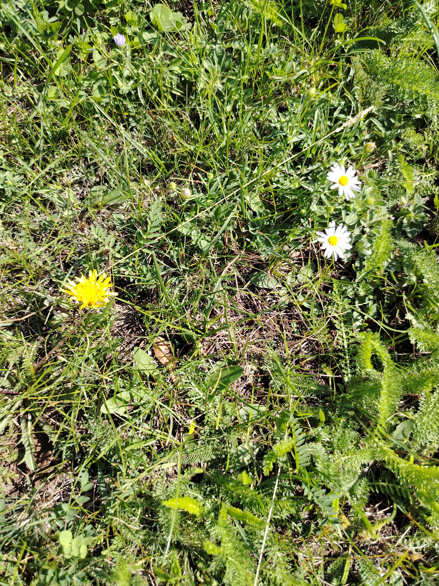 The image shows a close-up, overhead view of a grassy area with several flowers and greenery. In the upper right quadrant, two white daisies with yellow centers are visible. To the left of the daisies, a small cluster of feathery green foliage is present. In the lower left quadrant, a bright yellow dandelion is in bloom. A single, small light purple flower is also visible in the upper left quadrant. The ground is covered in various types of green grass, some dry brown grass, and patches of dark soil. The overall impression is of a natural, uncultivated patch of ground. The location is the city of Iodro, Russia.