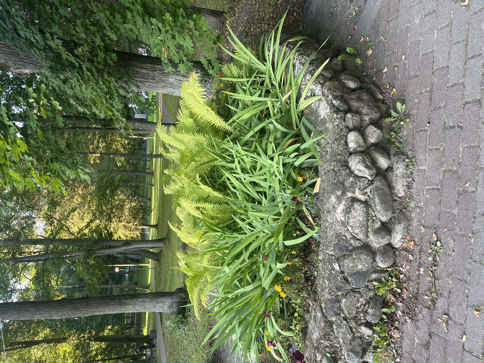 The image depicts a circular flower bed constructed from rough stones, filled with vibrant green ferns and tall, sword-like foliage. Small, colorful flowers, including yellow, purple, and pink blooms, are scattered among the greenery. The flower bed is situated on a paved walkway made of grey interlocking bricks, which appears to be in a park. In the background, mature trees with lush green canopies create a dappled sunlight effect on the grass. A park bench and a trash bin are visible on the left side of the image, and a lamppost stands further back. The overall scene suggests a well-maintained urban park environment. The presence of mature trees and paved pathways indicates a public space designed for recreation. The location is identified as Lahojsk, Belarus.