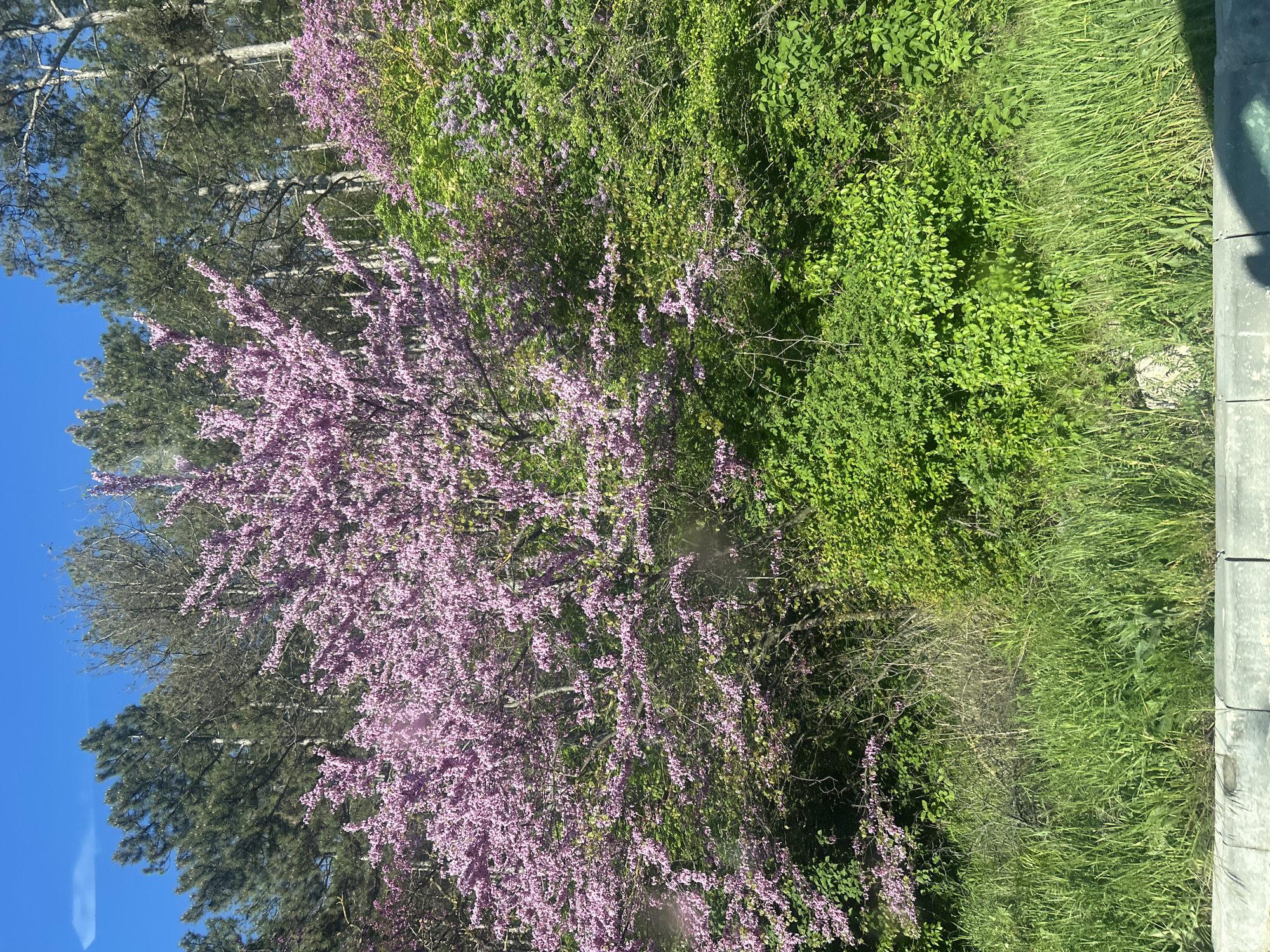 The image depicts a lush, overgrown natural landscape with a clear blue sky visible in the upper left corner. A prominent tree with vibrant pink blossoms dominates the central area, contrasting with the various shades of green in the surrounding foliage. Other trees, possibly evergreens, are partially visible behind the pink tree. The ground is covered in dense vegetation. A grey, textured vertical structure, possibly a concrete wall or post, appears along the right edge of the image.