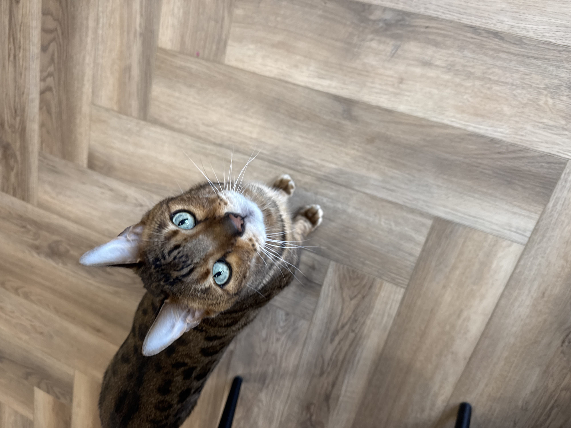 A beautiful Bengal cat with a distinct spotted and marbled brown coat is captured looking directly up at the viewer. The cat's most striking features are its piercing, bright blue-green eyes and prominent white whiskers, which fan out from its nose. Its ears are perked, suggesting alertness and curiosity. The cat is positioned in the lower center of the frame, appearing to sit or crouch on a light-colored wooden floor.
The flooring, which takes up most of the background, features a herringbone pattern with individual planks showing visible wood grain. The surface appears clean and well-maintained. A thin, black object, possibly a chair leg or furniture component, is partially visible at the very bottom edge of the image. The photograph is taken from a top-down perspective, creating a direct and engaging interaction with the cat. The lighting is bright and even, indicating an indoor setting, likely during the day or under good artificial light. There is no visible text in the image.
