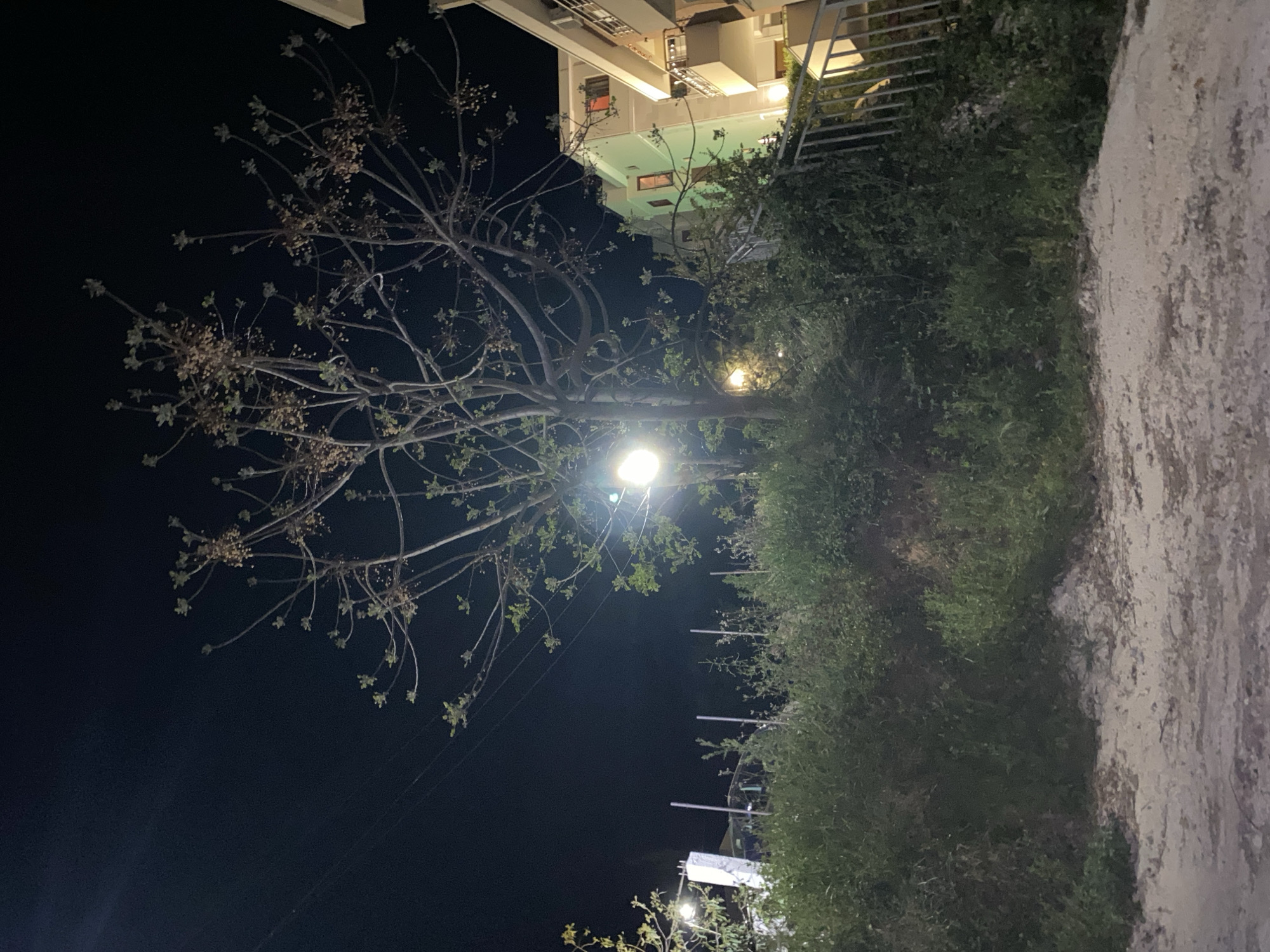 The image shows a nighttime scene in what appears to be an urban area, possibly Budva, Montenegro. A tree with sparse foliage is illuminated by a streetlamp, casting light on the surrounding vegetation. In the background, a multi-story building is partially visible, with lights on in some of the windows. A sidewalk or pathway is visible along the right edge of the image, and dense shrubs line the edge of the path. There are no people visible in the image.