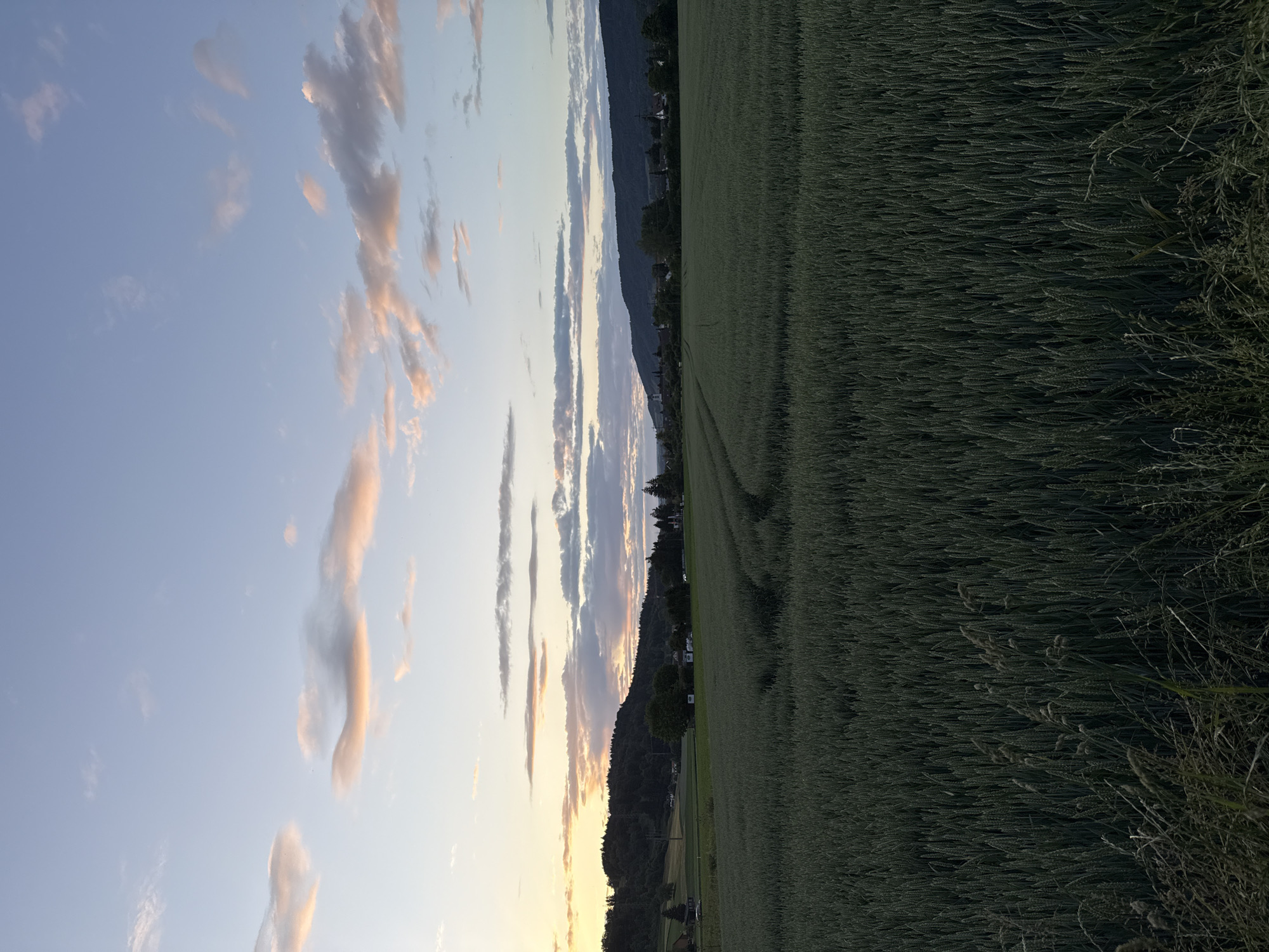 The image captures a rural landscape in Embrach, Switzerland, during either sunrise or sunset. The sky, a gradient from light blue at the zenith to warm yellow and orange tones near the horizon, features scattered clouds, some illuminated with pinkish-orange hues and others appearing as darker grey formations. On the left, a prominent, densely forested hill rises, appearing dark against the lighter sky, with visible power lines or electrical pylons traversing its slopes. In the middle distance, a settlement comprised of various residential structures is discernible, extending towards a long, dark, tree-covered mountain range that stretches across the right-side horizon. The mid-ground and foreground are primarily occupied by a vast field of uniform green crops, consistent with grain, exhibiting distinct curved tractor tracks. The immediate foreground includes taller wild grasses bordering the crop field. No people, animals, or specific actions are depicted.