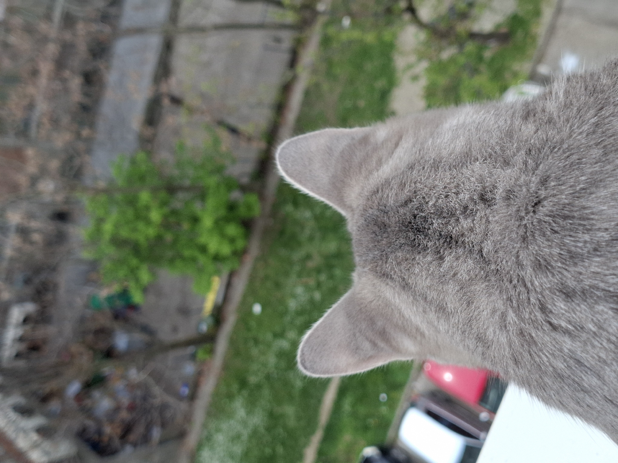 The image shows the back of a gray cat's head and ears, looking down from a high vantage point. The cat appears to be on a ledge or balcony, overlooking an urban environment. Below, there is a view of grass, trees, and buildings. A red car is visible on the edge of the ledge, near the cat. The location is suggested to be in the city of Novi Sad, Serbia, based on the presence of particular buildings or the layout of streets.