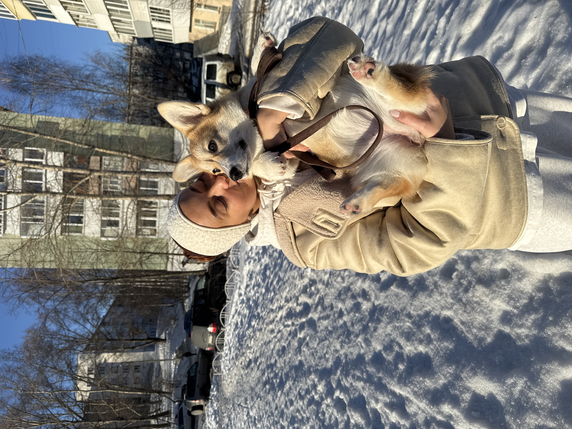 An outdoor scene in Chaikovsky, Russia, depicts a young adult female holding a Pembroke Welsh Corgi dog. The female, positioned centrally, wears a cream-colored beanie, a light beige shearling-lined jacket, a white hooded sweatshirt, and light grey sweatpants. She has her eyes closed and her head tilted, appearing to kiss the dog's head. The Corgi, a tri-color (tan, white, and black) dog with a dark brown leash, is held belly-up in her arms, looking towards the right with open eyes. The ground is covered in undisturbed snow with minor indentations, indicating a clear, sunny winter day with strong shadows. In the midground, a low white metal fence separates the immediate area from a parking zone containing several parked vehicles, including SUVs and sedans, partially covered in snow. Behind the parking area is a snow-covered incline. The background features multiple multi-story residential apartment buildings of varying light colors (green, beige, white) and styles, along with numerous bare deciduous trees, under a clear blue sky.
