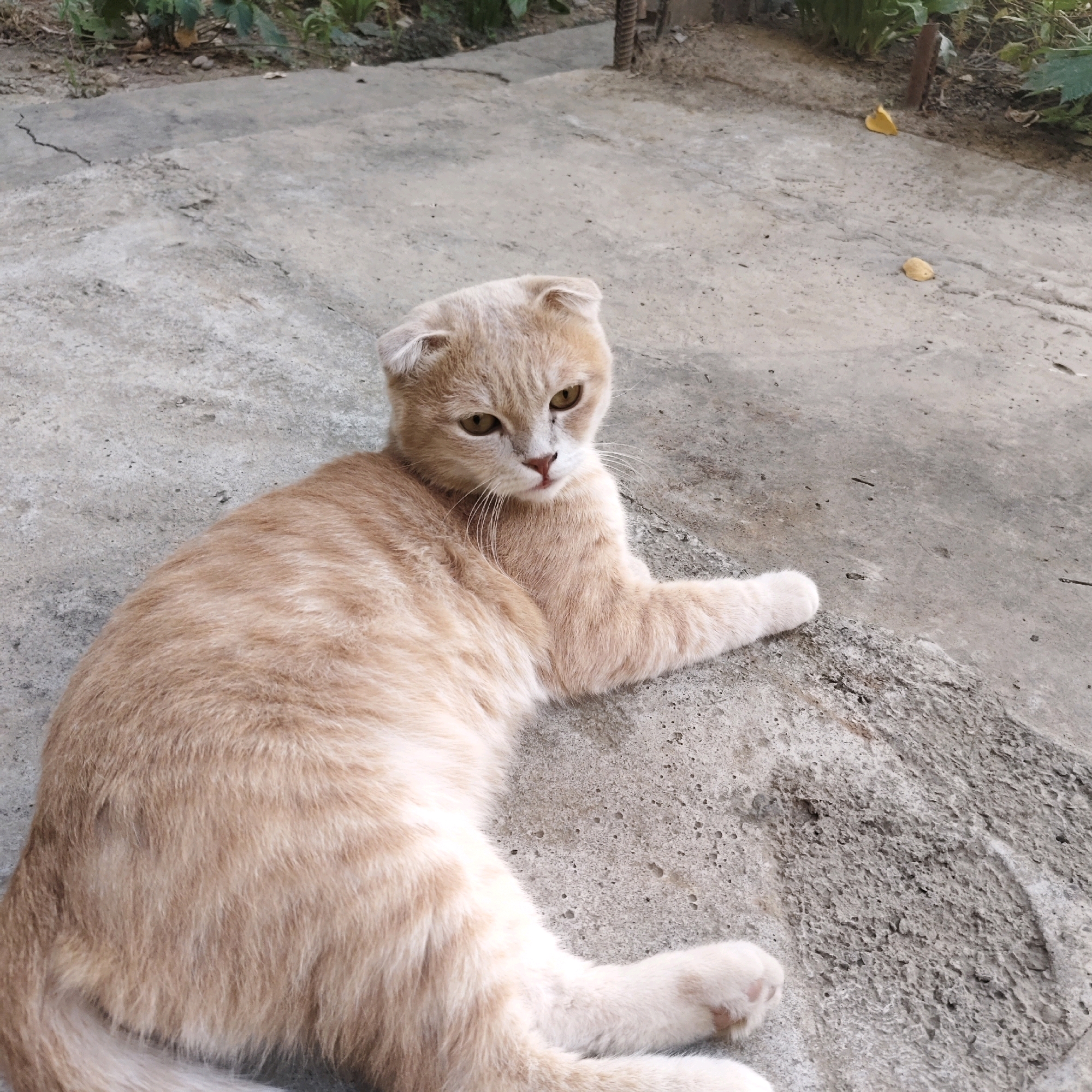 A light orange tabby cat is lying on a concrete surface in what appears to be an outdoor setting, possibly a yard or alleyway in Khankurgan, Uzbekistan. The cat has distinctive folded ears. Its fur is short and appears somewhat ruffled. The concrete ground is rough and uneven, with some cracks and small debris, including a few yellow leaves scattered on it. In the background, there is vegetation and a vertical metal post. The lighting suggests it is daytime.