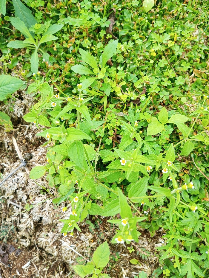 This image displays a detailed, ground-level view of dense mixed vegetation in Abbireddygudem, India. The scene is primarily composed of various green herbaceous plants. Numerous small plants with bright green, serrated leaves bear tiny composite flowers, each featuring approximately five white ray florets surrounding a central yellow disc. Interspersed among these are patches of trifoliate, clover-like plants and other broad-leafed green weeds. The lower left quadrant of the frame contains an area of dried, light brown and tan organic material, consistent with desiccated grass or moss, intermingled with darker soil. A thin, dark, linear object, possibly a string or root, is visible within this dry area. The natural light is diffuse, illuminating the foliage evenly. No people, animals, or discernible man-made structures are present.