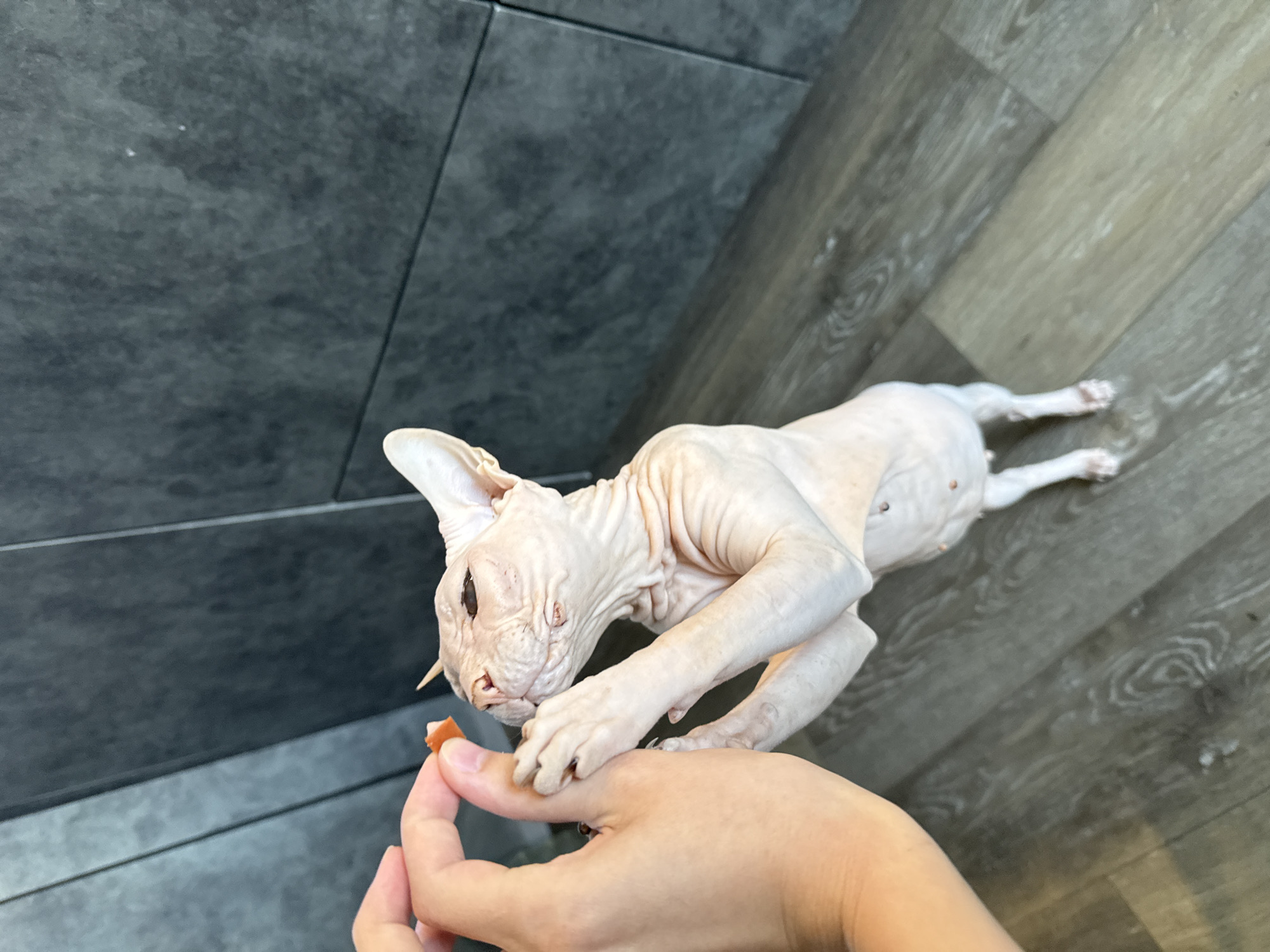 A hairless cat, likely a Sphynx breed, stands on its hind legs, reaching up to take a small piece of food from a human hand. The cat is pale pink and has visible wrinkles and dark eyes. The hand is extended with the food piece held between the thumb and index finger. The background consists of a textured dark grey wall with horizontal lines and a wooden floor. The scene is indoors. There is no discernible information to place this image in Krasnoyarsk, Russia.