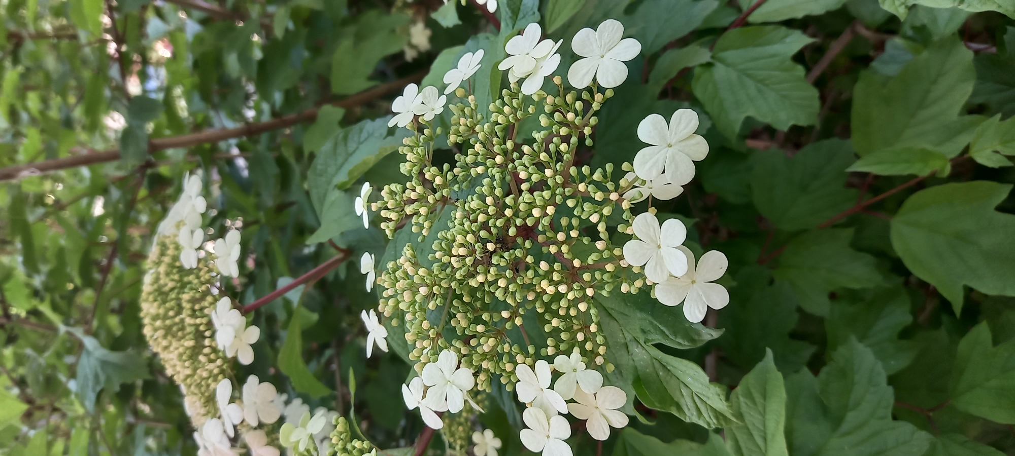 The image shows a cluster of white flowers with four petals each, surrounded by numerous green buds, set against a background of green leaves. The flowers and buds appear to be growing from a branch. The location is likely a garden or park setting. The image does not contain information to definitively determine the location as Krasnodar, Russia.