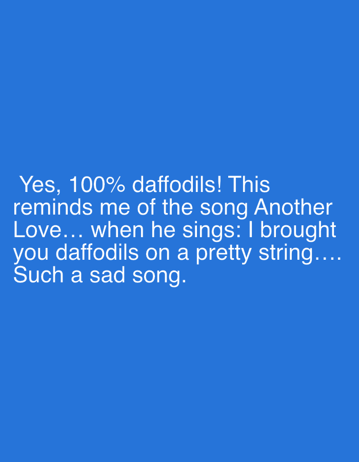 A text overlayed on a solid blue background states, "Yes, 100% daffodils! This reminds me of the song Another Love... when he sings: I brought you daffodils on a pretty string.... Such a sad song." The message seems to be a commentary associating daffodils with the lyrical content of the song "Another Love," emphasizing the song's melancholic nature.