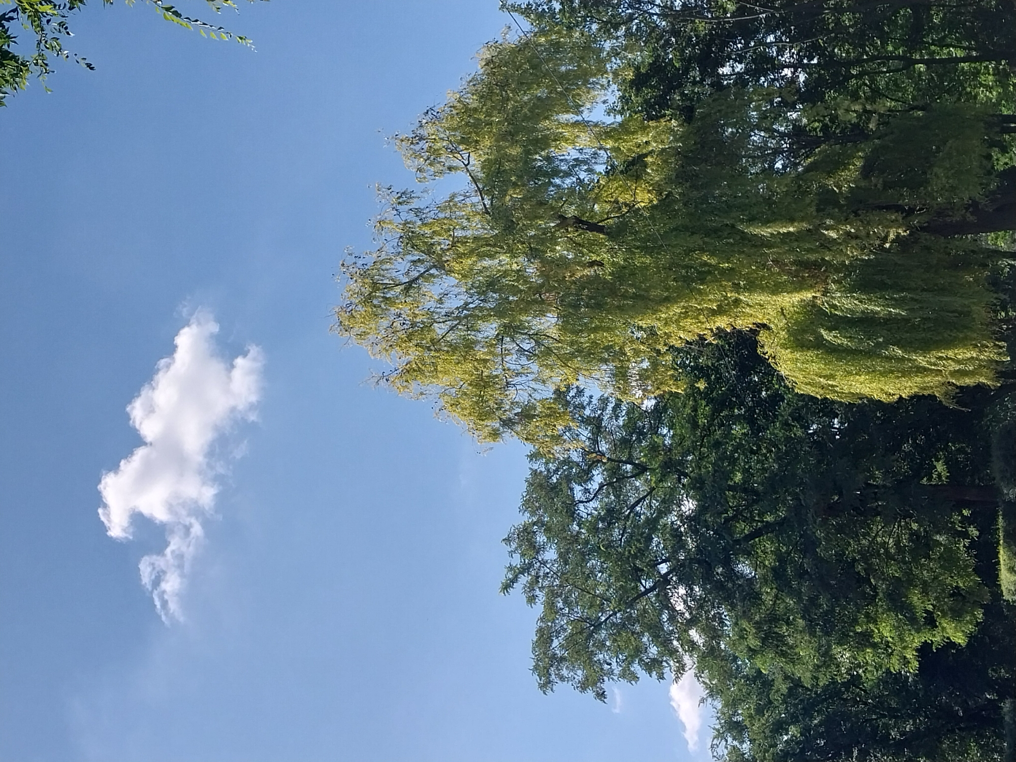 The image shows a bright, sunny day with a clear blue sky and a few fluffy white clouds. In the foreground, a large weeping willow tree with vibrant green leaves dominates the center of the frame. Its long, drooping branches create a curtain-like effect. To the left of the willow, a dense cluster of dark green trees is visible. The background is filled with more lush greenery and trees. The scene appears to be a park or a garden, possibly in a residential area of Dnipro, Ukraine, given the presence of mature trees and a well-maintained appearance. There are no people or animals visible in the image. The overall atmosphere is serene and natural.