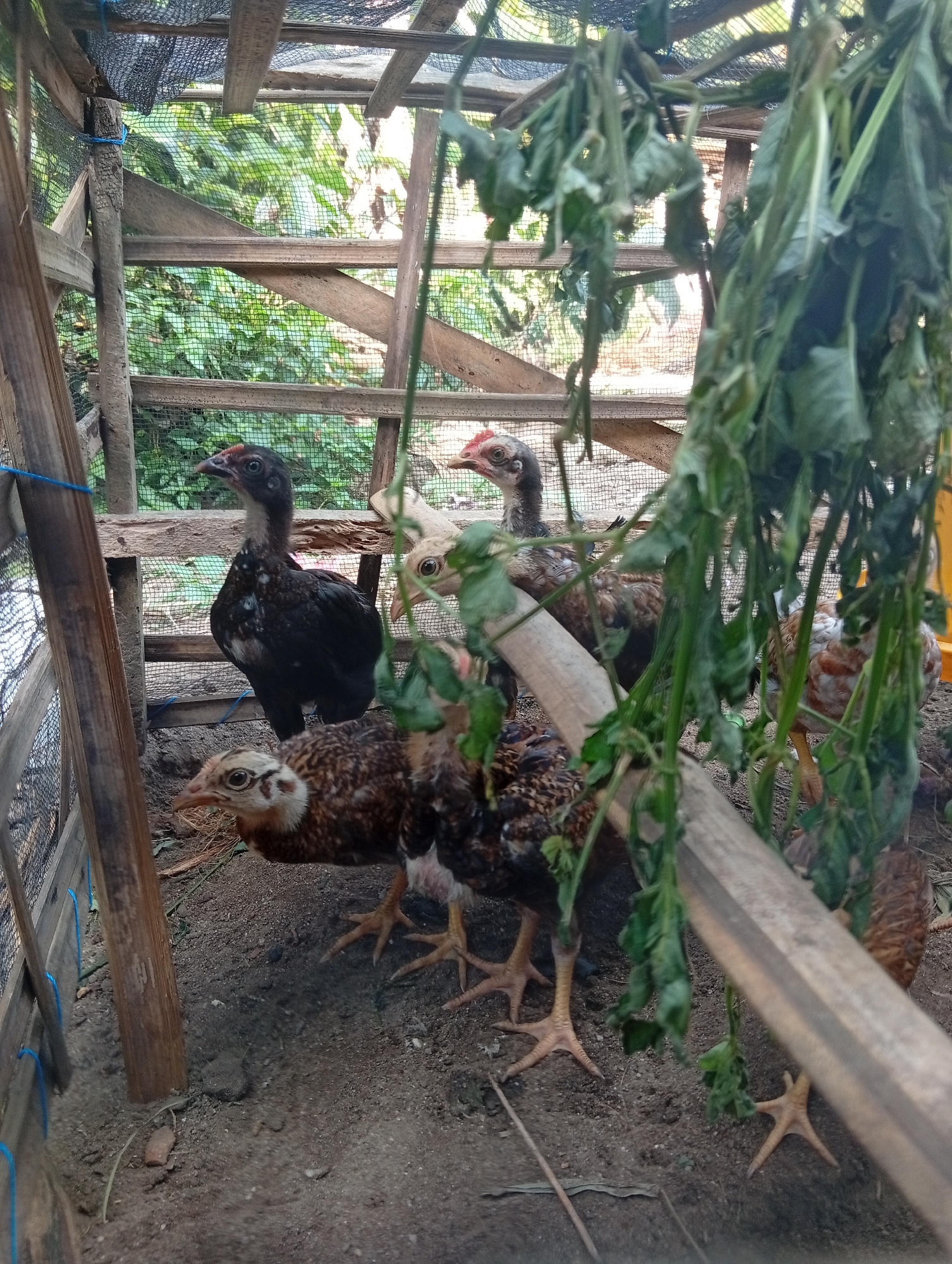 In the city of Sri Minosari, Indonesia, a group of chickens are housed in a rustic wooden coop. The coop is constructed with rough-hewn wooden beams and poles, covered with a mesh netting material, and topped with a similar mesh for roofing. The ground within the coop is covered with dirt. Several chickens of varying ages and plumage are visible. One black chicken stands prominently in the center, with other brown and white speckled chickens around it. Some of the chickens are young, appearing to be chicks or pullets. Dried leafy vegetation hangs from the ceiling of the coop, partially obscuring some of the chickens. The overall environment suggests an outdoor setting, with greenery visible through the mesh of the coop, indicating a rural or semi-rural location.