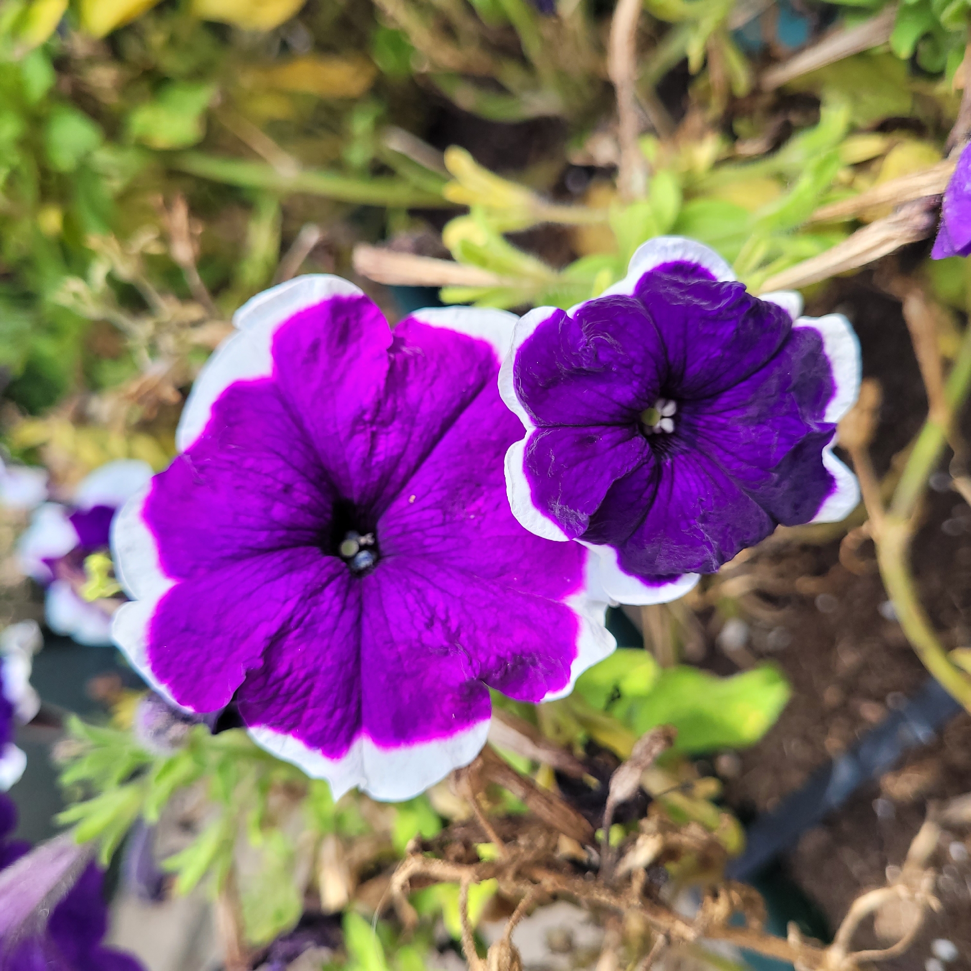 The image shows two purple and white petunia flowers in bloom, with one flower significantly larger than the other. The larger flower, in the upper portion of the frame, displays a vibrant purple interior fading to a white edge, with delicate veining visible. The smaller flower, positioned below and slightly to the right, mirrors this coloration but is less detailed due to its size and focus. Surrounding the flowers is an environment of green foliage and dried brown stems, suggesting a garden or outdoor setting. The background is softly blurred, emphasizing the flowers as the primary subjects. There are no people or discernible structures visible. The scene appears to be a close-up shot of flora, possibly taken in a garden or park in Jūrmala, Latvia, given the context provided.