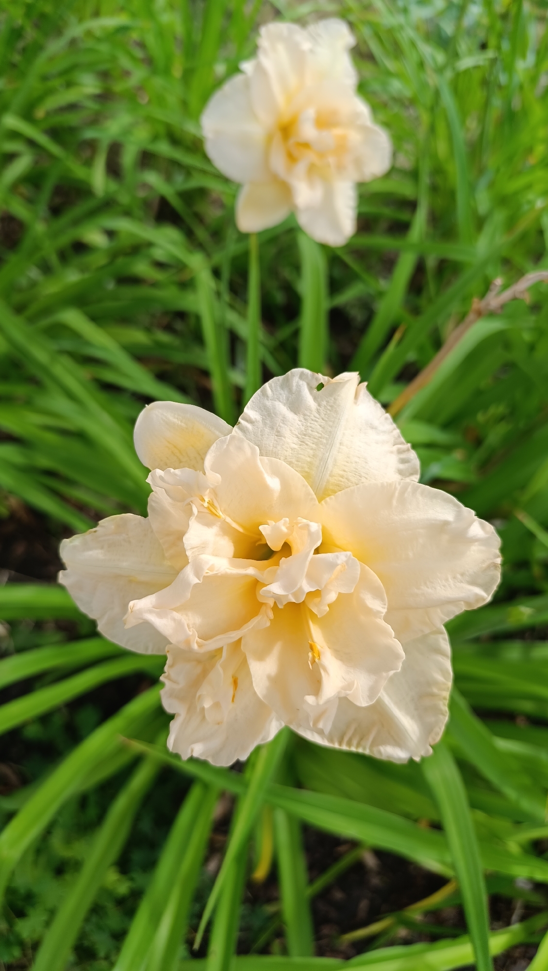 A double-flowered pale yellow daffodil is in focus in the foreground, with its ruffled petals and yellow center clearly visible. In the background, another daffodil of the same color is out of focus, appearing as a soft blur. Both flowers are set against a backdrop of lush, green grass and foliage, suggesting a garden or park setting. The lighting indicates it is daytime, with sunlight highlighting the delicate texture of the petals. No people or specific landmarks are visible, but the image could have been taken in a botanical garden or a residential garden in Samara, Russia, known for its green spaces.