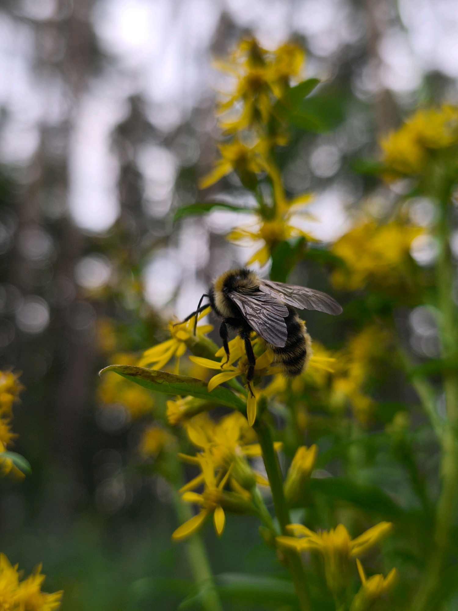 A close-up, vertical shot captures a bumblebee perched on a cluster of small yellow flowers. The bee, with its fuzzy black and yellow striped abdomen and translucent wings, is the clear subject. Its legs are spread out, gripping the petals of the flower. The background is a soft blur of green foliage and out-of-focus yellow blooms, with hints of a bright, overcast sky. The image appears to have been taken outdoors, likely in a garden or natural setting. No specific location in Mahilyow, Belarus, can be determined from the visual information provided.