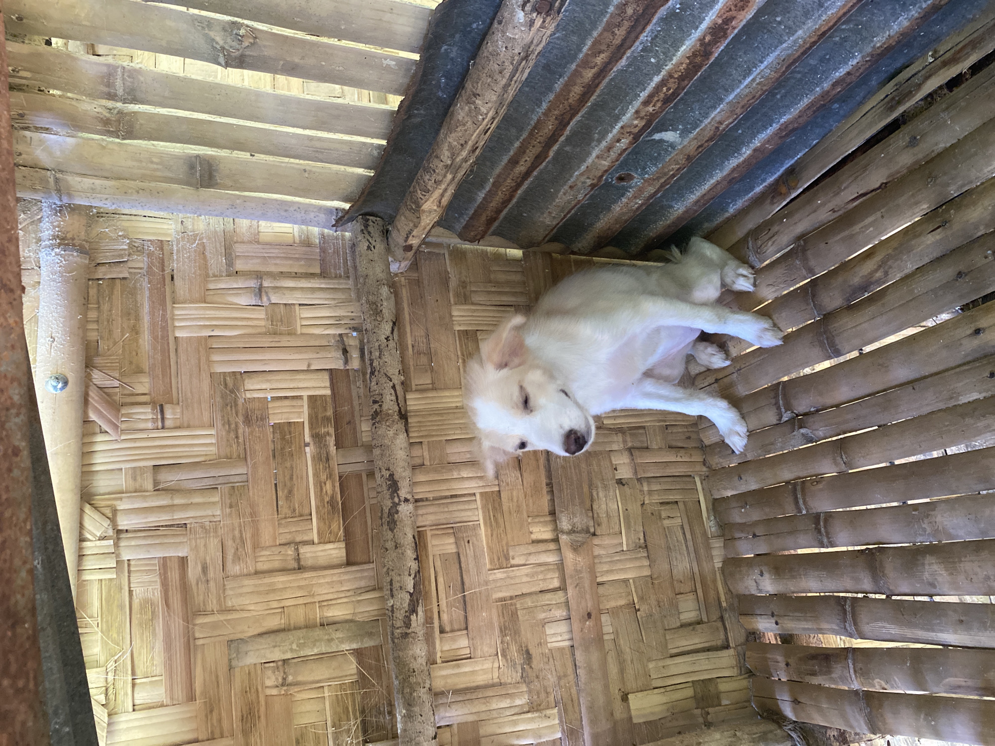 A light-colored puppy with a white blaze on its forehead is sitting on a floor made of bamboo poles inside a structure constructed with woven bamboo walls and a corrugated metal partition. The puppy is looking towards the viewer's left with its eyes partially closed. The environment appears rustic and simple, typical of rural or informal settlements. Given the materials and style of construction, this scene could be located in a more rural area or an informal settlement within or on the outskirts of Davao City, Philippines, where such building techniques are common due to availability of materials and cost-effectiveness. The lighting suggests it is daytime, possibly overcast or shaded due to the shelter.