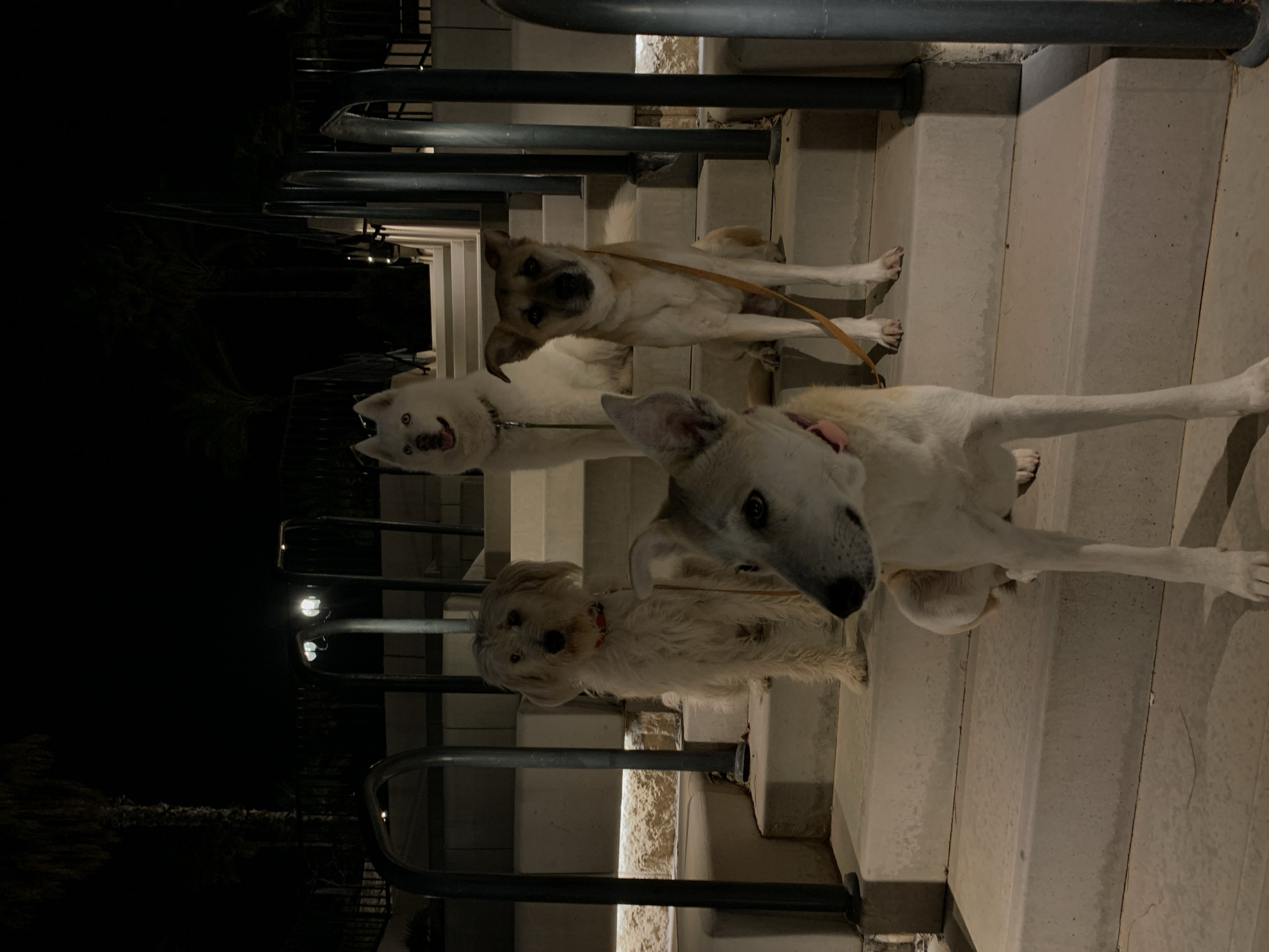 The image depicts four dogs on concrete stairs with metal railings in what appears to be an outdoor environment, likely at night, evidenced by the dark background. The dogs, each on a leash, are positioned at different points on the staircase, suggesting a paused moment during a walk. They vary in breed and size; one dog is tan, another is white with its mouth open, and two others are white with different hair textures. Street lights are visible in the background. No people are directly visible in the frame. The location, Tel Aviv, Israel, cannot be determined from this image alone.