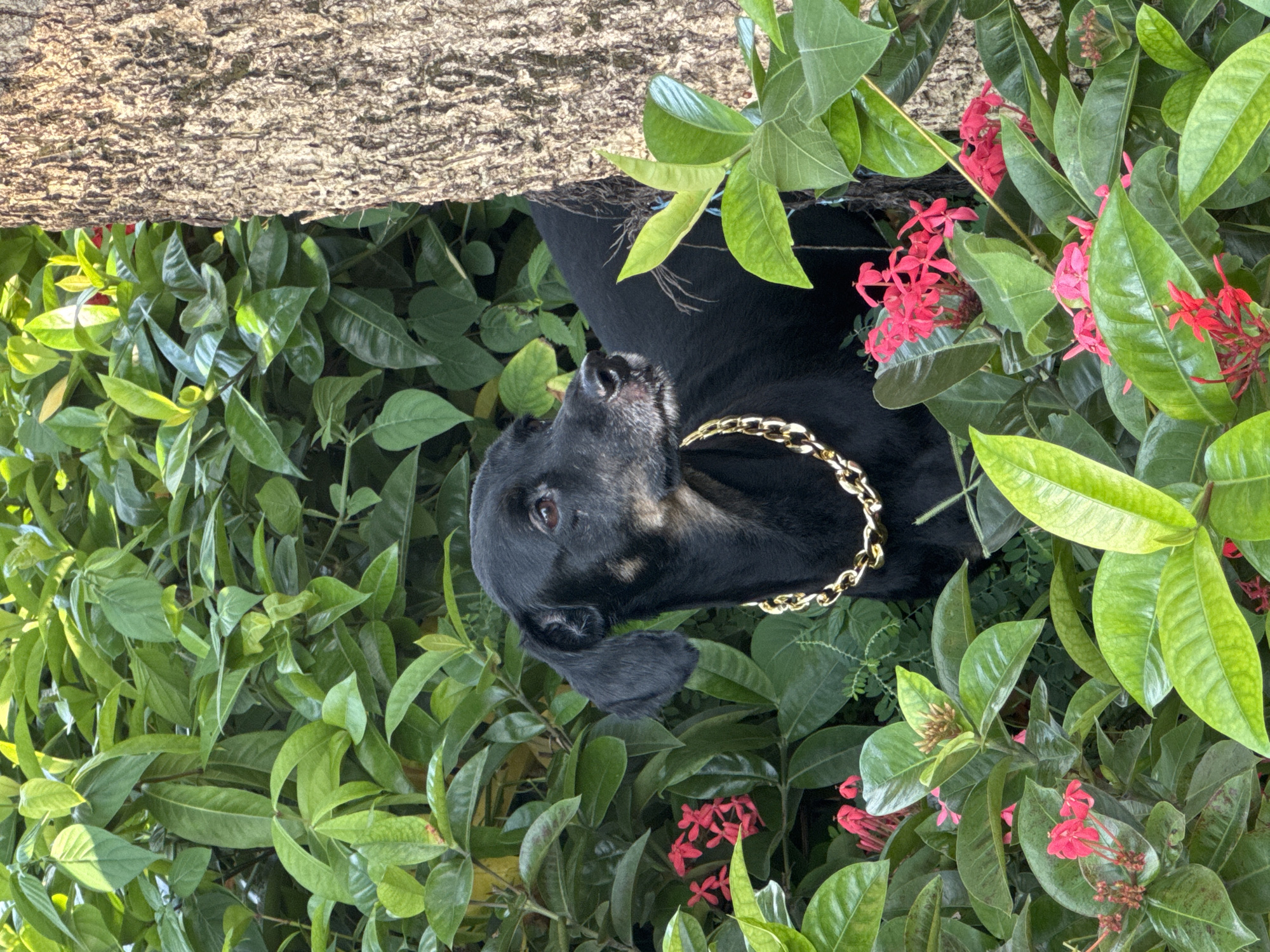 A black dog with a thick gold chain around its neck stands partially hidden behind a tree trunk amidst lush green foliage and small red flowers. The dog's fur is dark, with some lighter tan markings around its muzzle and ears. Its ears are floppy, and its brown eyes are looking off to the side. The gold chain is chunky and appears to be made of large links.
The background is dominated by dense green leaves of various sizes and shapes, suggesting a garden or park setting. Several clusters of small, bright red flowers are interspersed among the greenery. To the right of the dog, a rough-barked tree trunk is visible, adding a natural element to the scene. The lighting suggests it is daytime, with sunlight filtering through the leaves, creating some highlights and shadows. The overall impression is one of a dog in a natural, overgrown environment.
Without further information, it is not possible to determine the specific location within Nha Trang, Vietnam. However, the environment depicted is consistent with the tropical climate and vegetation found in coastal areas of Vietnam.