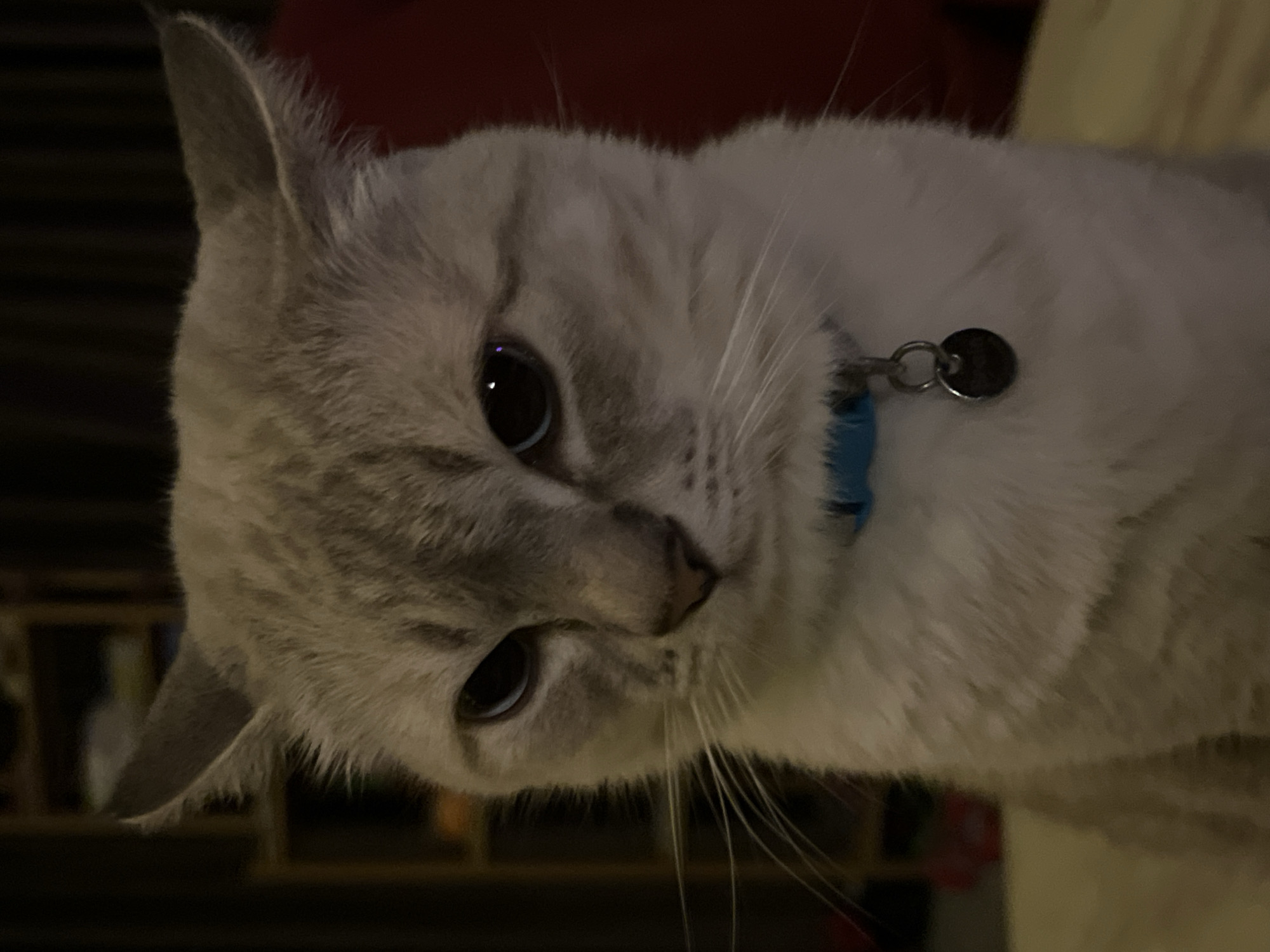 A close-up, waist-up, medium shot shows a light-colored cat with tabby markings on its head and back. The cat is wearing a bright blue collar with a silver circular tag. Its eyes are dark blue and it is looking directly at the camera with a stern expression. The cat's ears are pointed upwards. The background is dark and out of focus, with hints of shelving units and furniture. The scene is indoors in a dimly lit room.