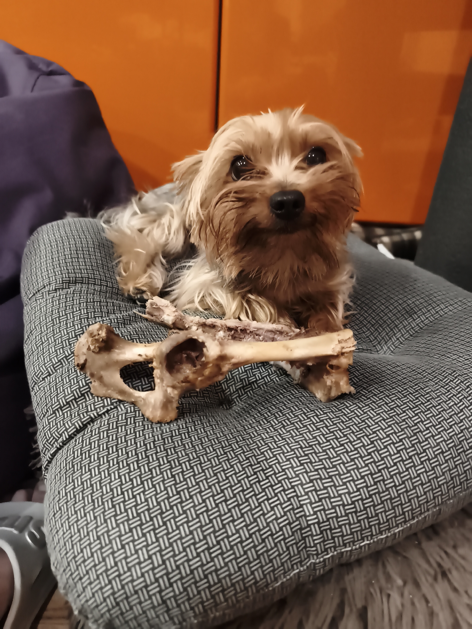 A tan and brown Yorkshire Terrier dog sits on a patterned gray cushion. The dog is holding a large bone in its paws. The bone has a hollow section. Behind the cushion are an orange wall and a purple pillow. The location is unknown.