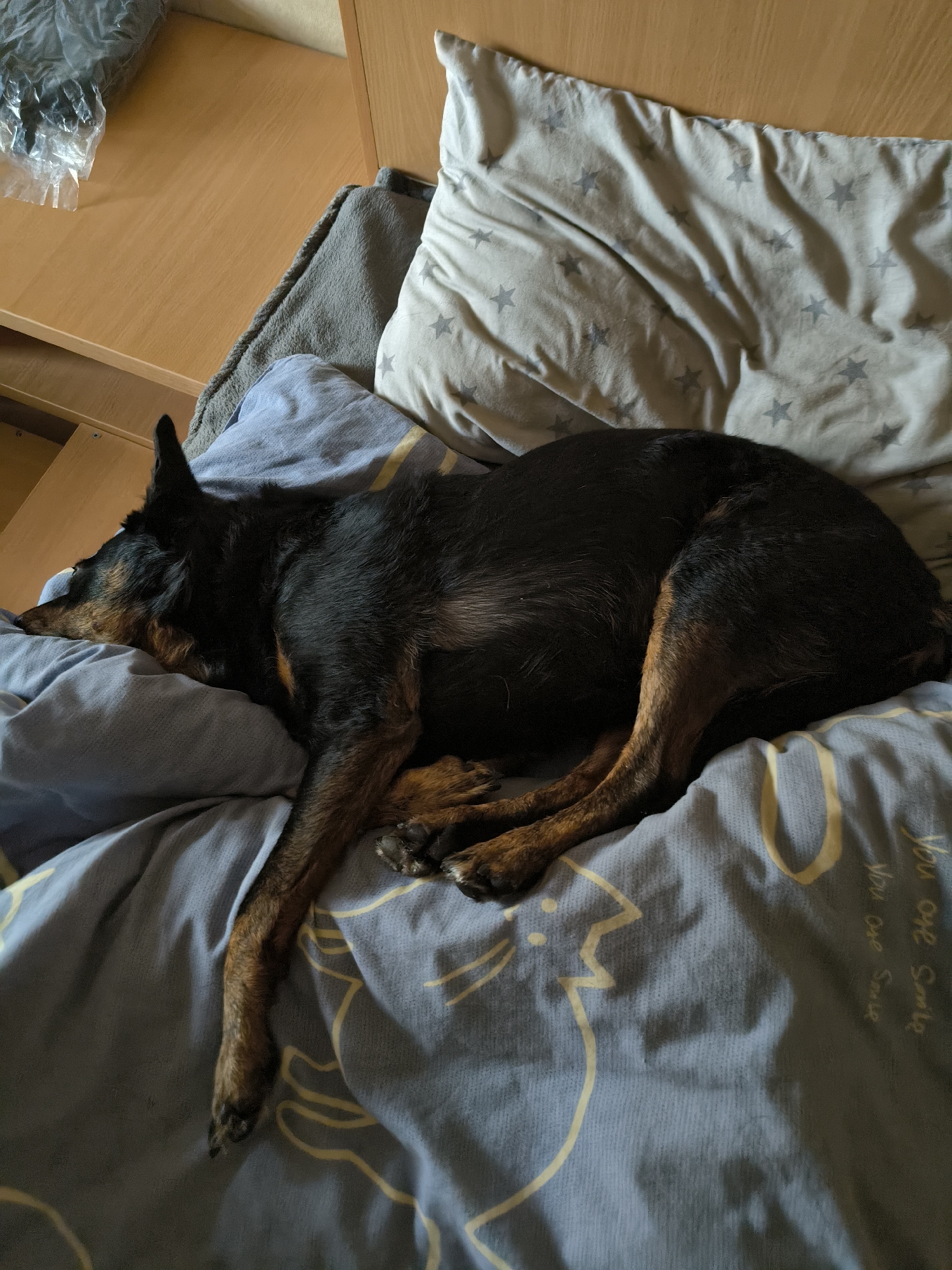 A dark-colored dog is sleeping curled up on a bed with blue bedding. The dog is black with tan markings on its legs and face. The bedding has a pattern of yellow lines that appear to be abstract drawings or shapes. There is also a pillow with a star pattern visible behind the dog. The overall environment suggests an indoor domestic setting. The image does not provide any specific location information for the city of Mykolaiv, Ukraine.