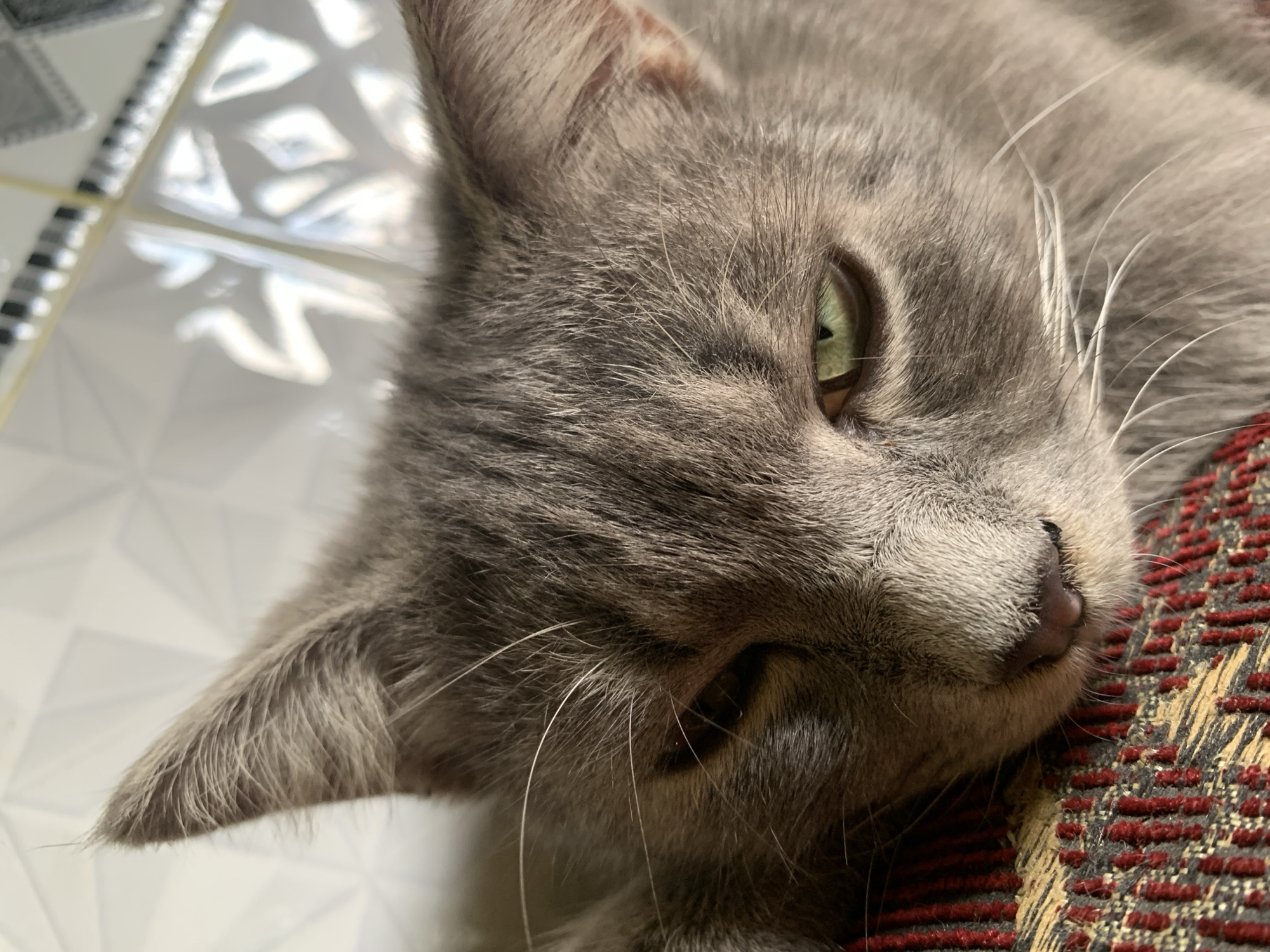 This is a close-up, head-on photograph of a grey cat's face. The cat is resting its head on a textured surface, possibly a rug or upholstery, with a pattern of red and gold threads. The cat's eyes are partially closed, with its left eye, which is a striking green, clearly visible and looking slightly to the side. Its fur is short and dense, with visible tabby markings. The background is out of focus, showing a light-colored wall with a geometric pattern. There is no identifiable information about the location in Jajag, Indonesia, in this image.