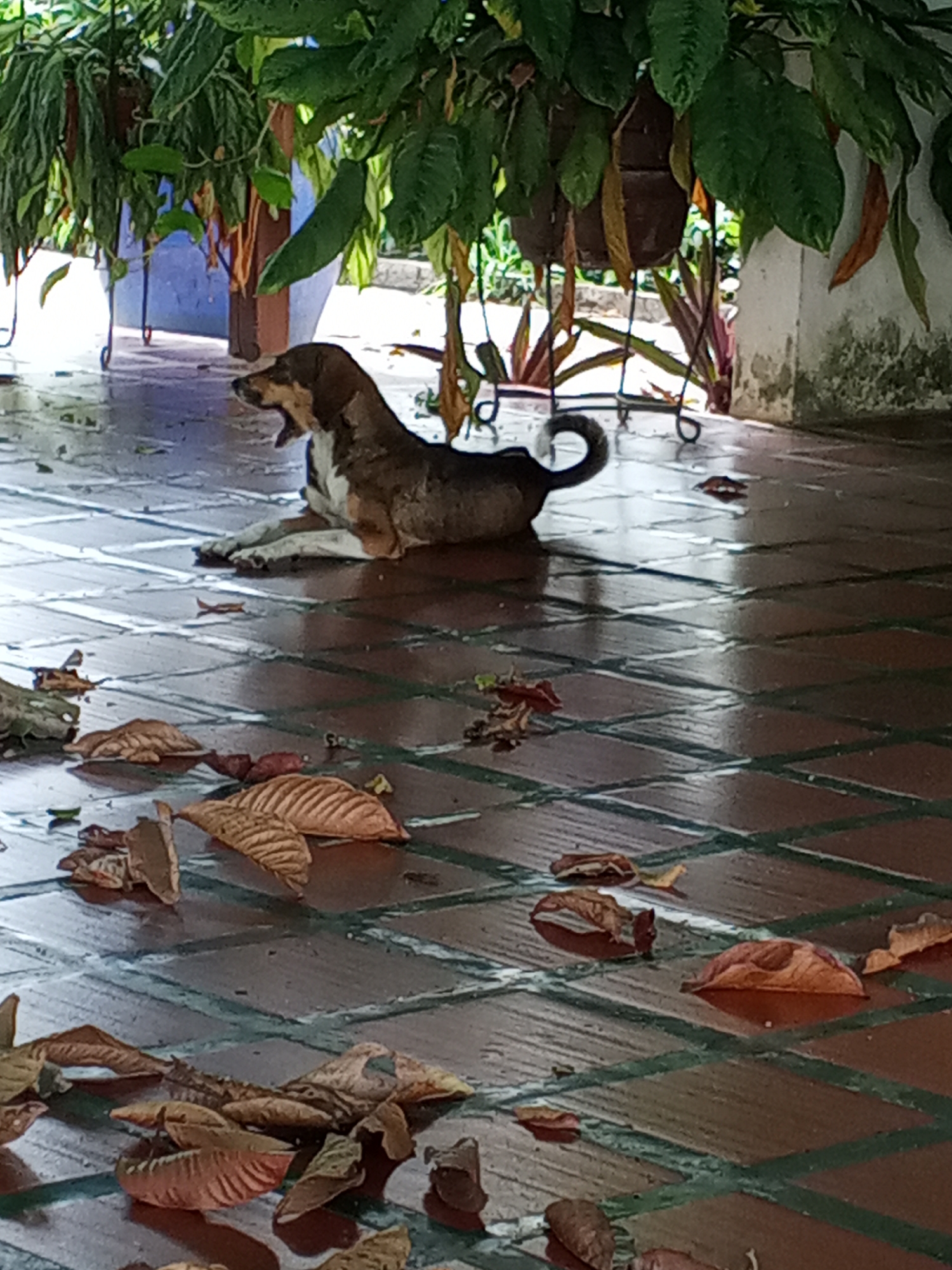 The scene is on a covered patio with a wet, tiled floor. Scattered across the floor are numerous fallen leaves. A medium-sized brown and white dog is lying on the patio, its mouth open in a possible yawn. Above the dog hang potted plants with green foliage. The location is Tinaquillo, Venezuela.