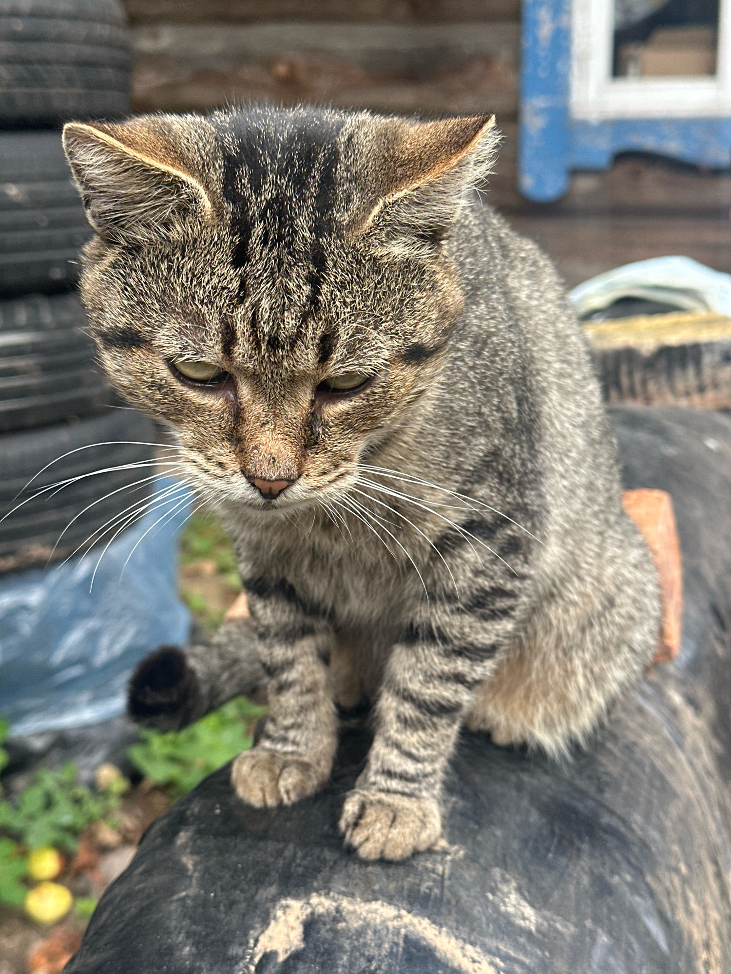 A medium shot photograph captures a tabby cat sitting on a black, circular object, possibly a tire, outdoors. The cat is facing downwards and to the left of the frame, with its eyes looking slightly to the right. Its fur is a mix of gray, brown, and black stripes. The cat's front left paw is extended forward and slightly off the surface it's sitting on. In the background, there are stacks of tires, a wooden structure with a blue window frame, and some greenery with two yellow objects on the ground. The overall environment suggests a rural or semi-abandoned area. The lighting is natural, indicating it is daytime.