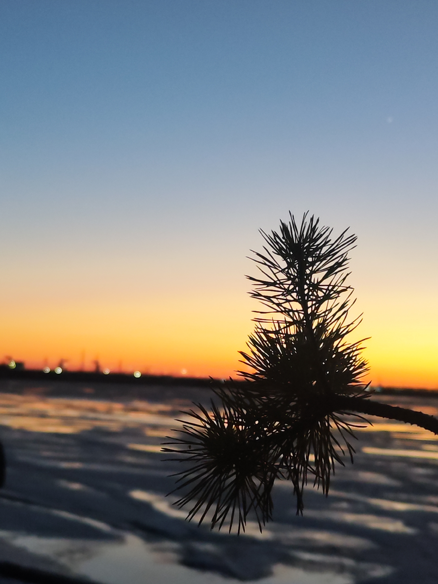 The image depicts a silhouette of a pine branch against a gradient sky at sunset. The sky transitions from blue at the top to orange and yellow near the horizon. In the background, blurred lights suggest a distant urban area or industrial complex along the shore. The foreground shows what appears to be a body of water or icy surface reflecting the colors of the sky. The location is unknown.