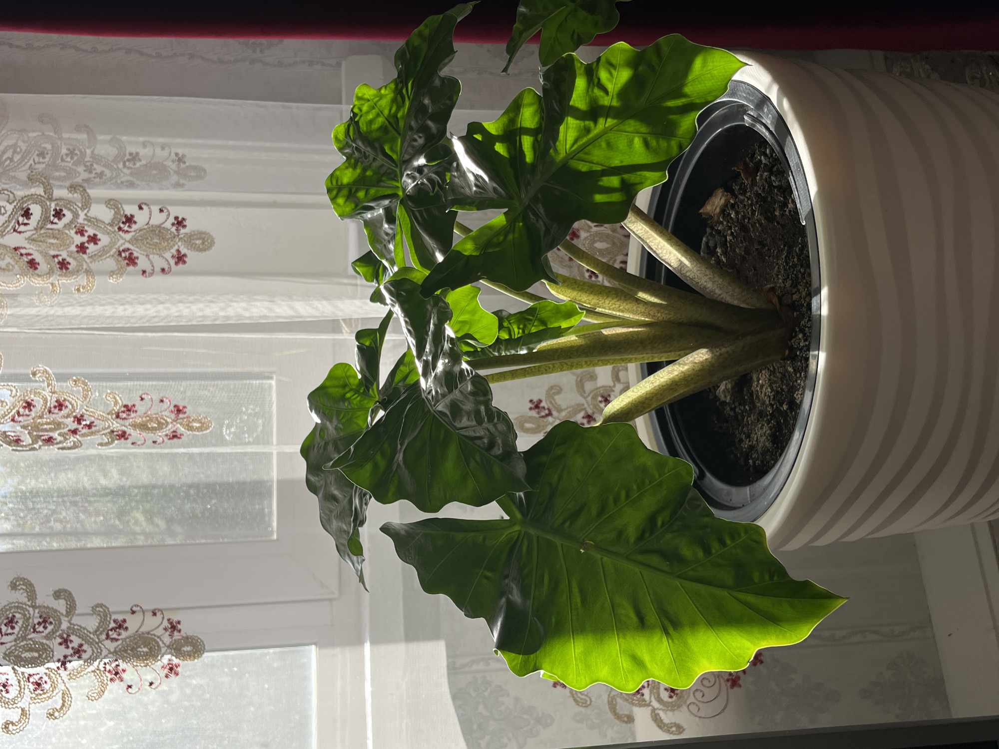 A large, leafy green plant, possibly an Alocasia, is the central focus of this image. It is housed in a white, ribbed pot and sits indoors, bathed in sunlight streaming from a window. The window is adorned with sheer white curtains featuring ornate, embroidered details in red and gold. The sunlight creates dappled shadows on the plant's large, textured leaves, highlighting their veins and the slight curl of their edges. The background shows a patterned wallpaper and a hint of a dark red curtain on the right side. The scene suggests a domestic setting, likely a home in Starobaltachevo, Russia, where the plant is receiving ample natural light.