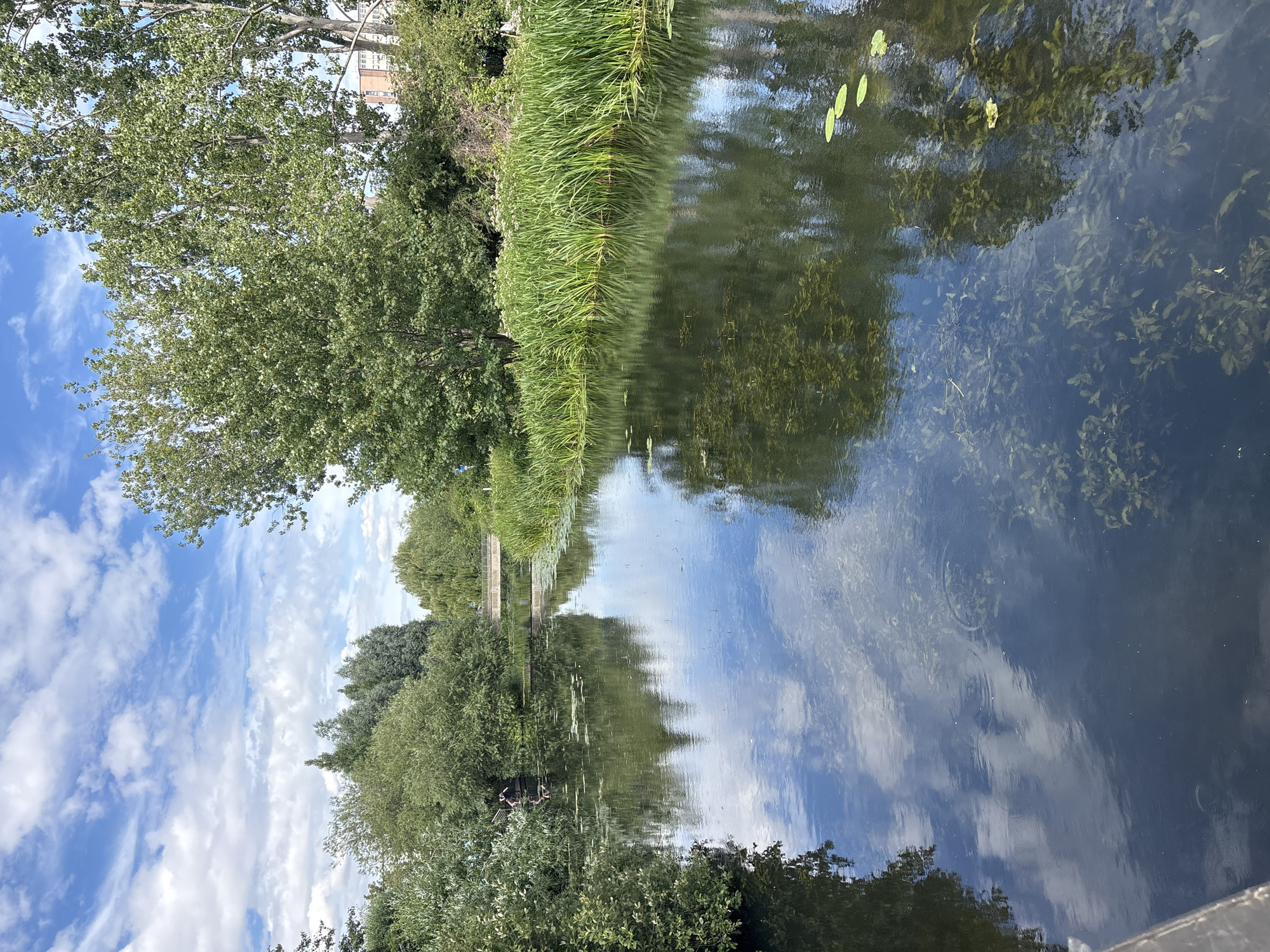 A vertical, high-angle shot captures a tranquil canal scene. Lush green trees line the left bank, their leaves reflecting in the still water alongside the bright blue sky dotted with fluffy white clouds. The right bank of the canal is overgrown with tall, vibrant green reeds, creating a natural border. Submerged aquatic plants are visible beneath the water's surface, adding to the serene underwater landscape. The water itself is a dark, reflective expanse, mirroring the sky and surrounding vegetation with soft, rippling distortions. In the distance, the canal stretches out, with hints of a man-made structure, possibly a bridge or embankment, visible on the left. A few small lily pads float gently on the surface. The overall atmosphere is peaceful and natural, suggesting a warm, clear day, likely late morning or early afternoon given the bright sunlight and blue sky. No text is visible in the image.