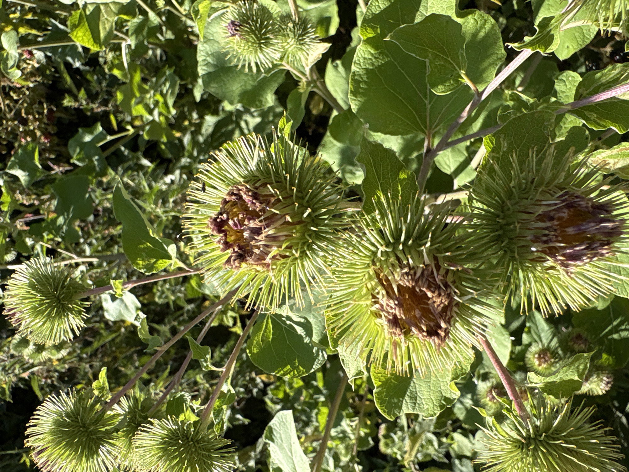 The image depicts a close-up view of burdock seed heads growing amongst green leaves. The burdock seed heads are spiky and green, with some showing brown, dried centers. The leaves are large and textured. The scene is outdoors, with dappled sunlight suggesting it could be in a park or garden. The location in Chelmsford, United Kingdom, is not explicitly indicated by any visual cues in the image. There are no people or animals visible.
