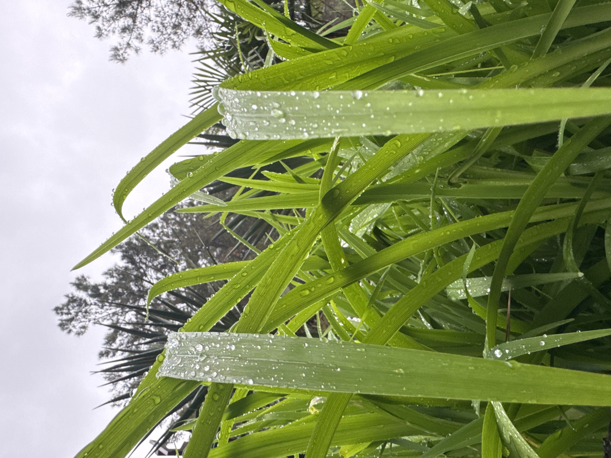 The image depicts green grass blades covered in water droplets. The viewpoint is low, looking upwards, with some tree branches and a cloudy sky visible in the background. The setting appears to be outdoors, potentially a garden or park. There are no people visible in the image. The image does not offer enough visual information to determine if the location is Sosnovy, Russia.